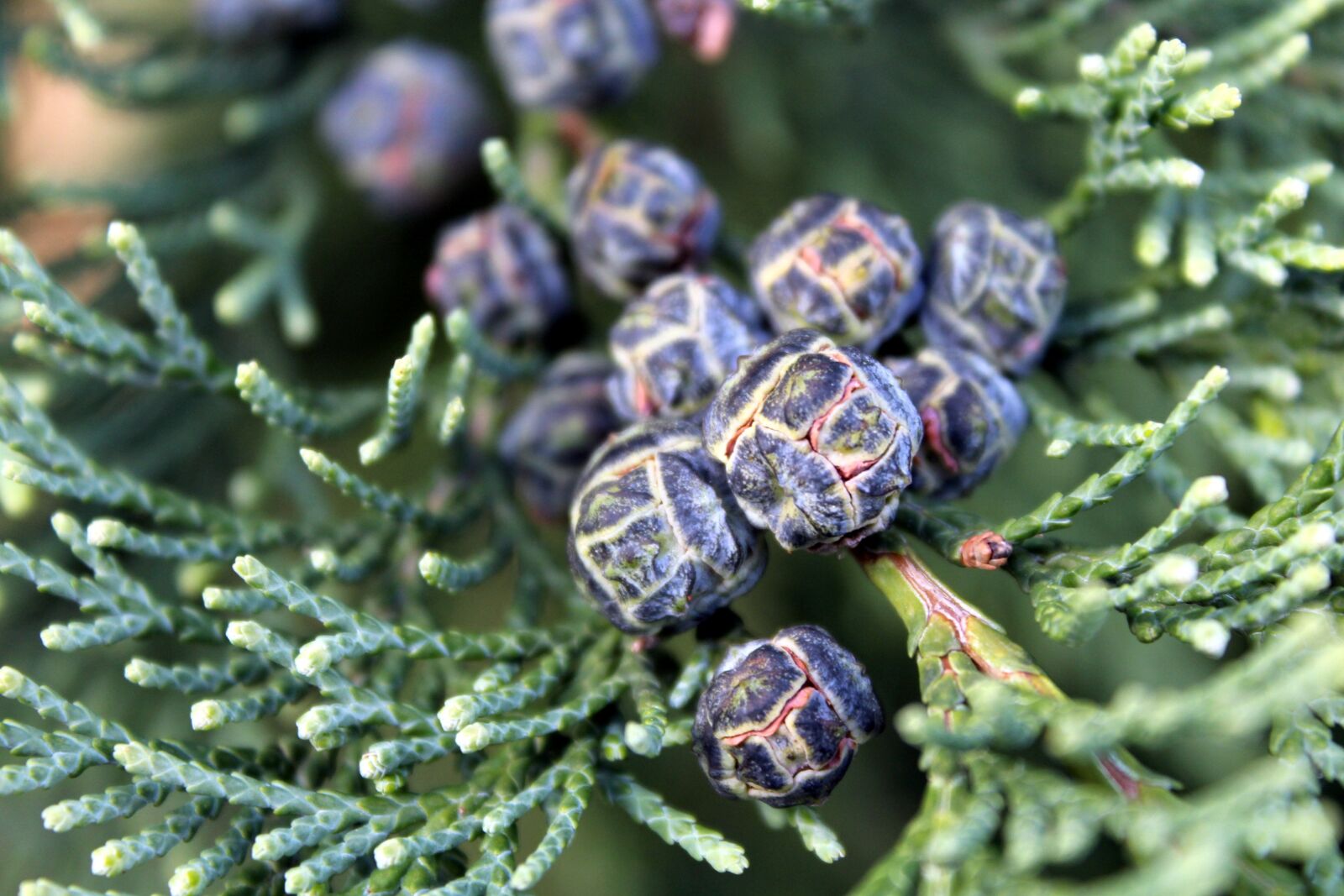 Canon EOS 1200D (EOS Rebel T5 / EOS Kiss X70 / EOS Hi) sample photo. Thuja, tree, the fruits photography