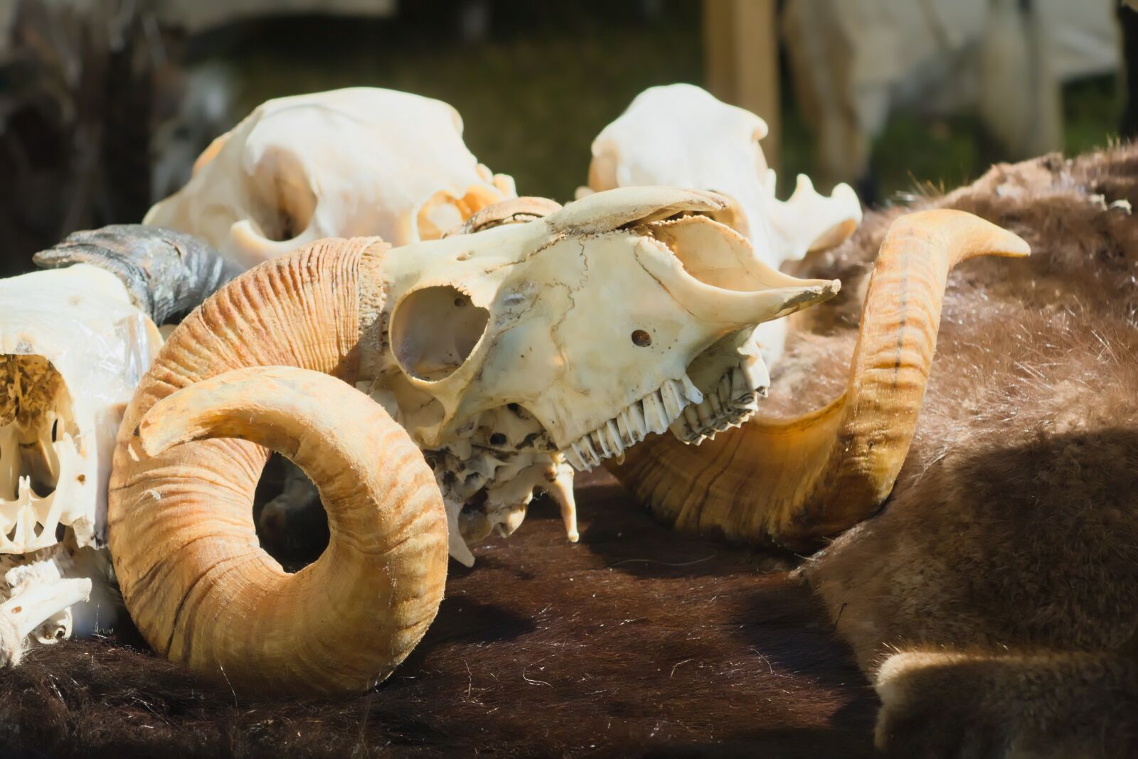 Canon EOS 750D (EOS Rebel T6i / EOS Kiss X8i) sample photo. Skull, animal, death photography