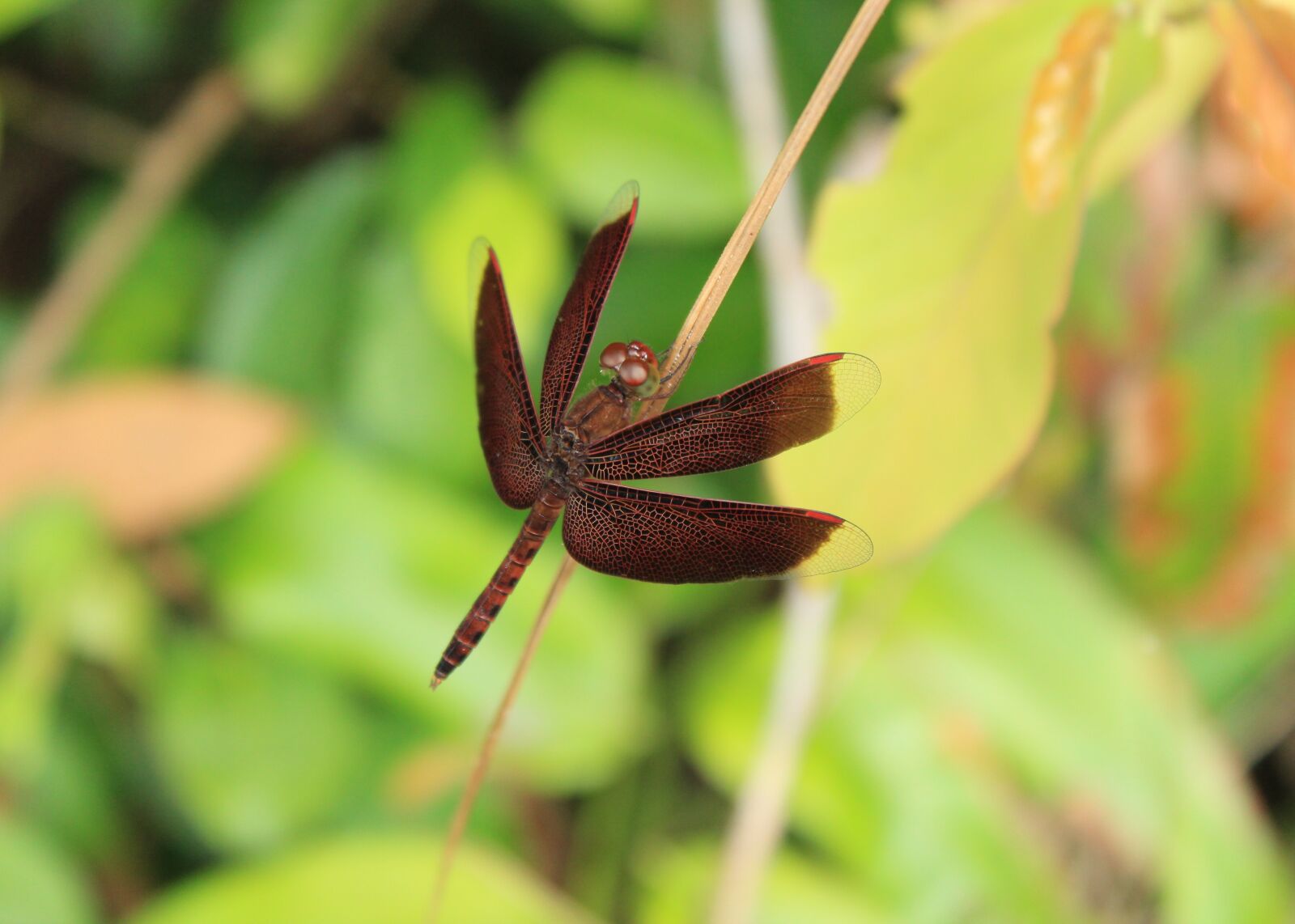 Canon EOS 1300D (EOS Rebel T6 / EOS Kiss X80) sample photo. Dragonfly, brown, insects photography