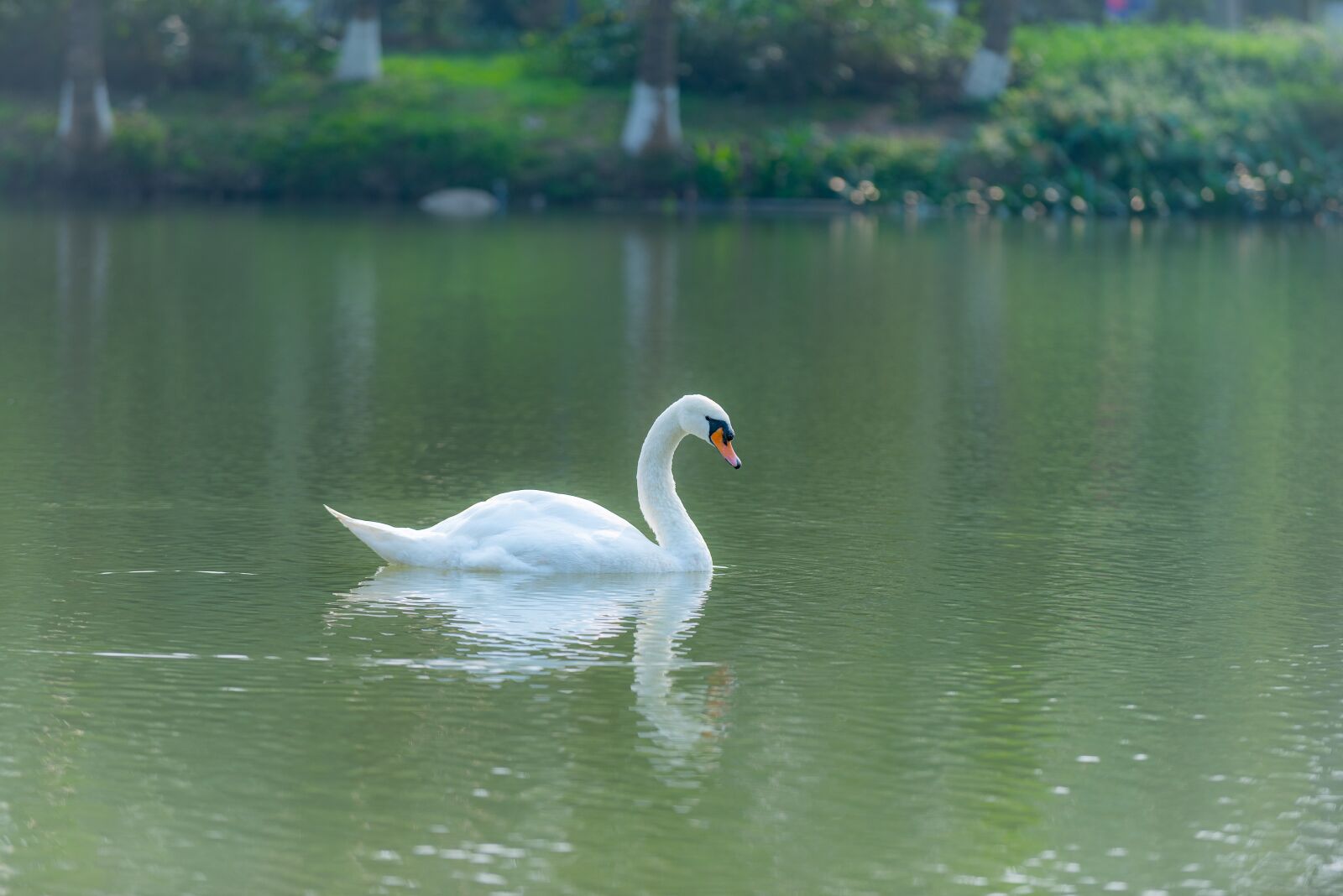 Nikon D810 sample photo. Swan, outdoor, water photography