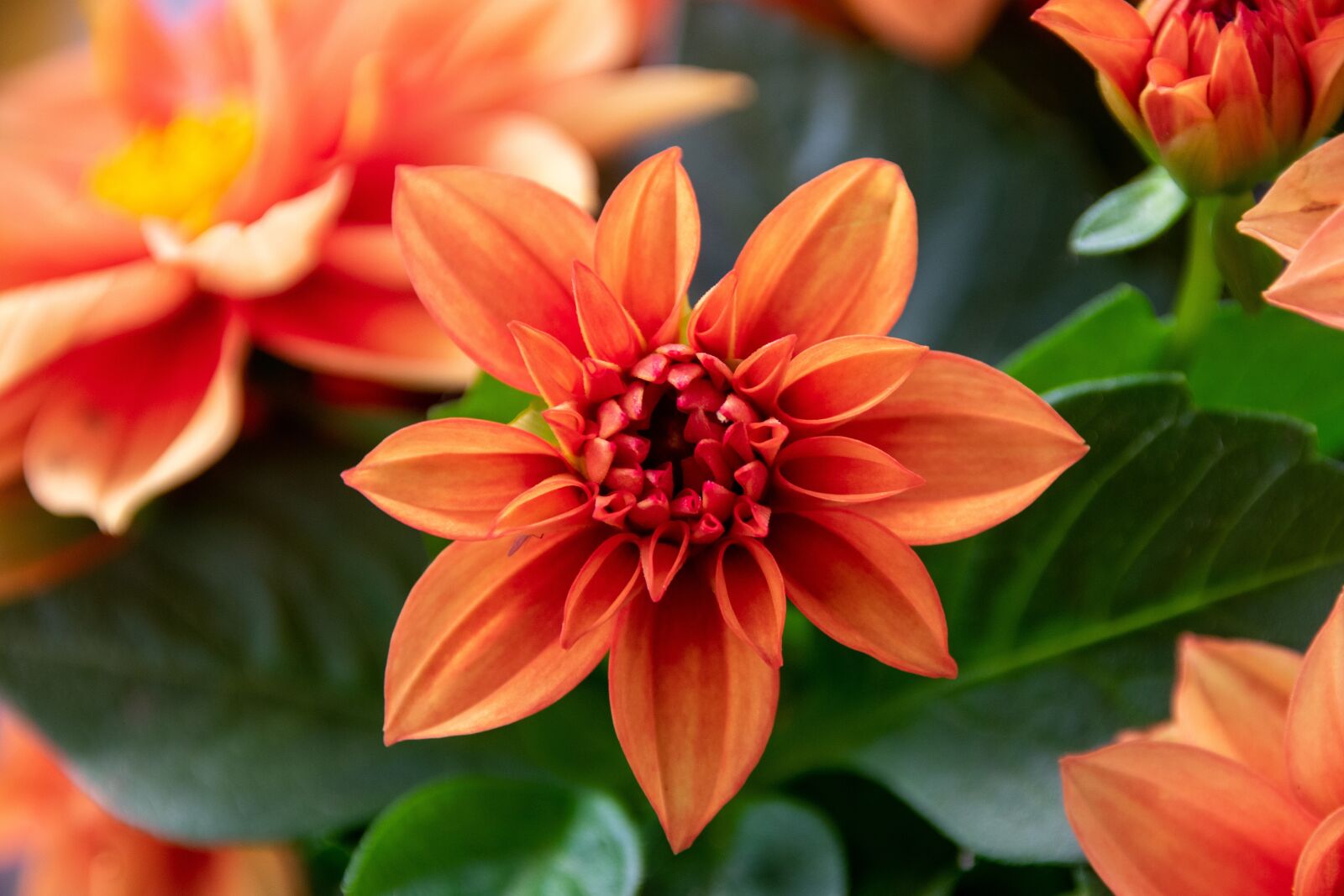 Nikon D3400 sample photo. Blossom, bloom, orange photography
