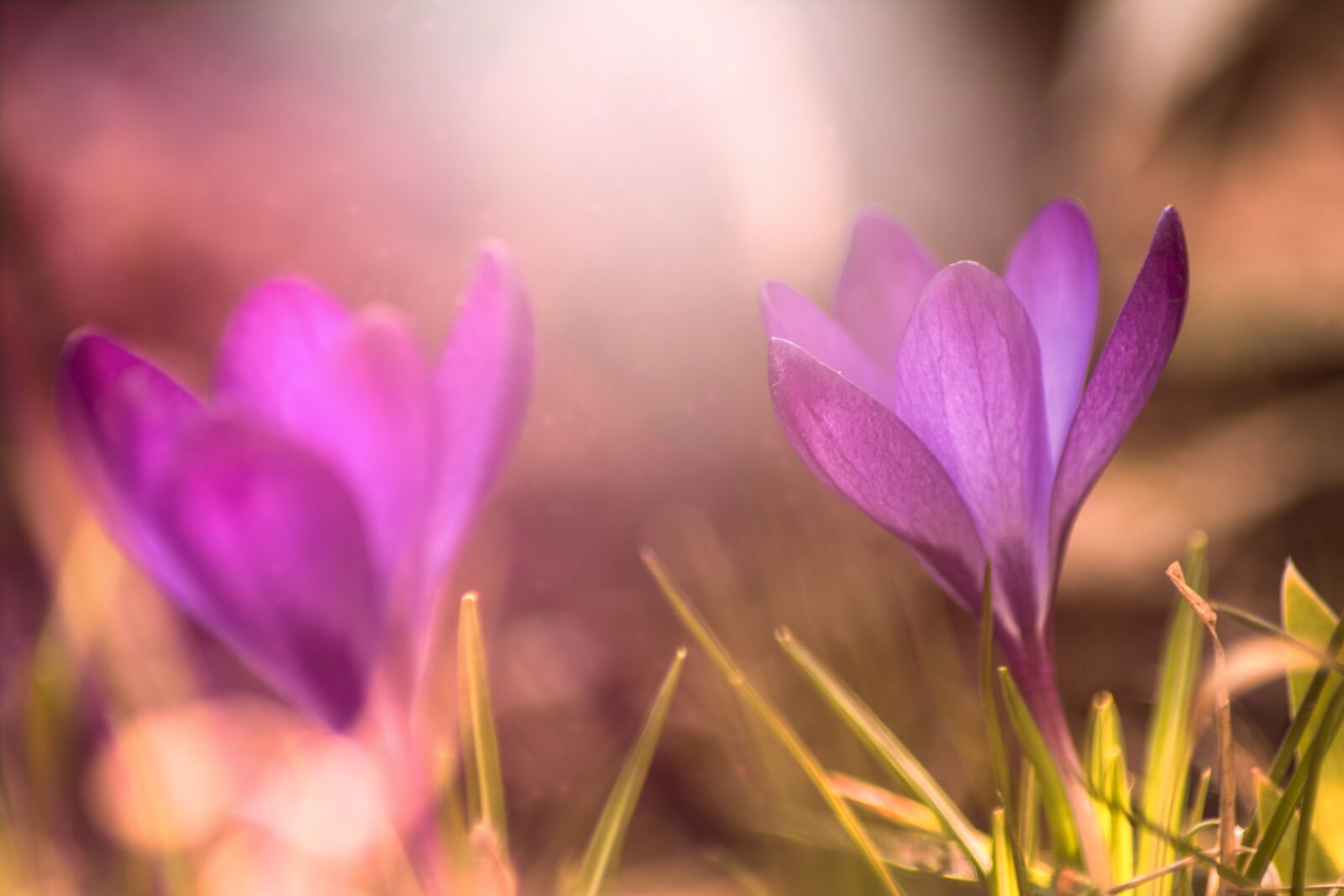 Canon EOS 750D (EOS Rebel T6i / EOS Kiss X8i) sample photo. Crocus, nature, flower photography