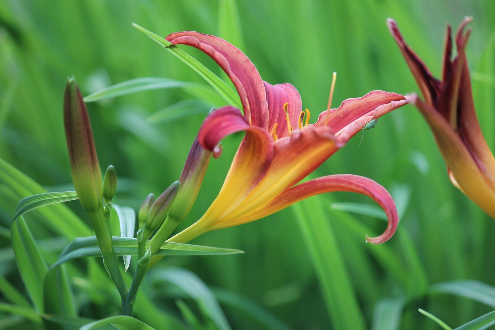 Canon EOS 600D (Rebel EOS T3i / EOS Kiss X5) sample photo. Daylily, green, flower photography