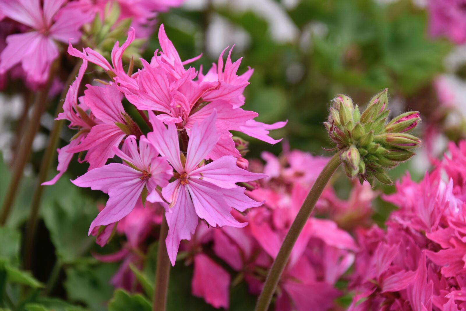Nikon D5600 sample photo. Flowers, geranium, flower bud photography
