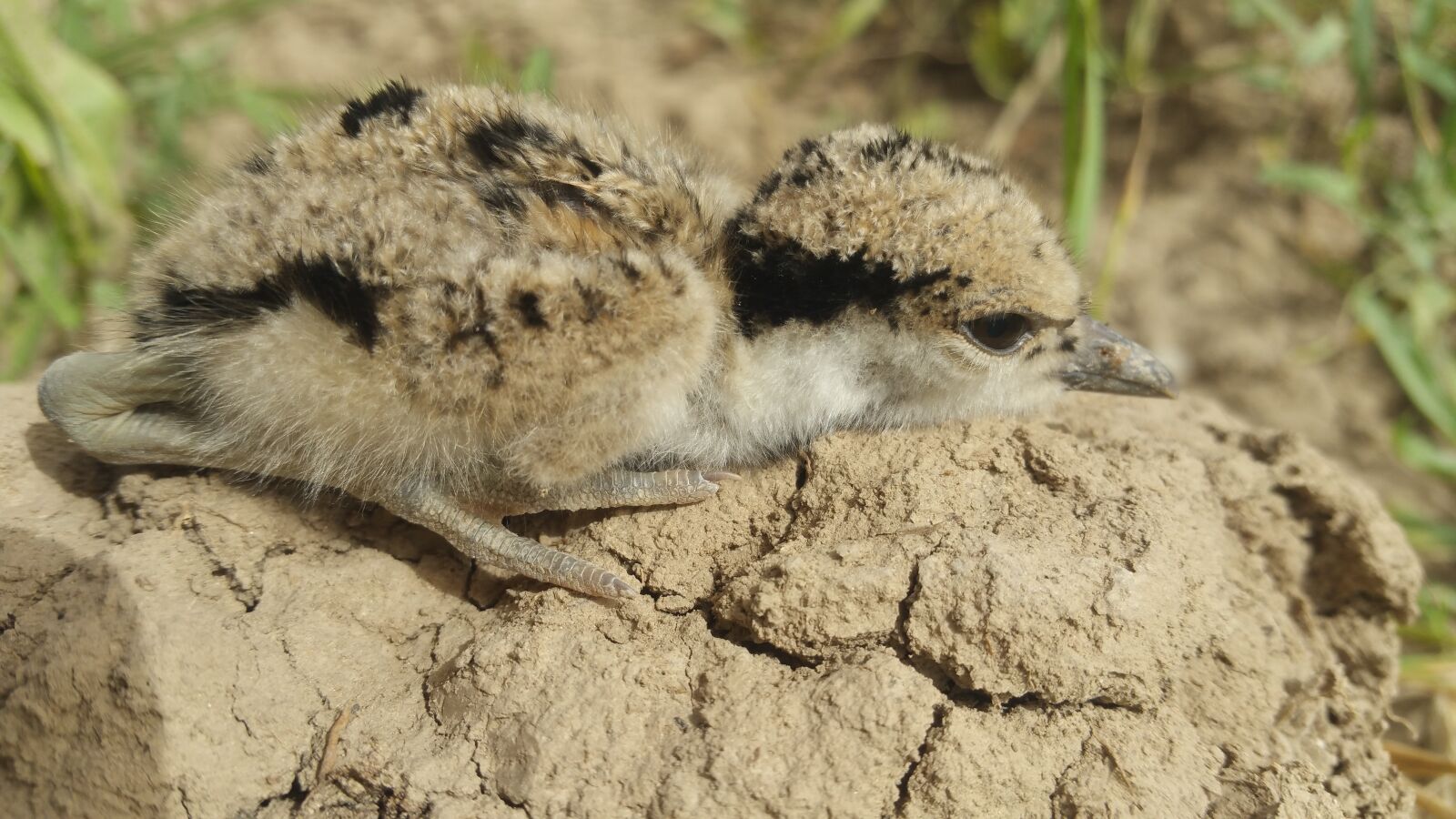 Samsung Galaxy Note4 sample photo. Fly, bird, cute photography