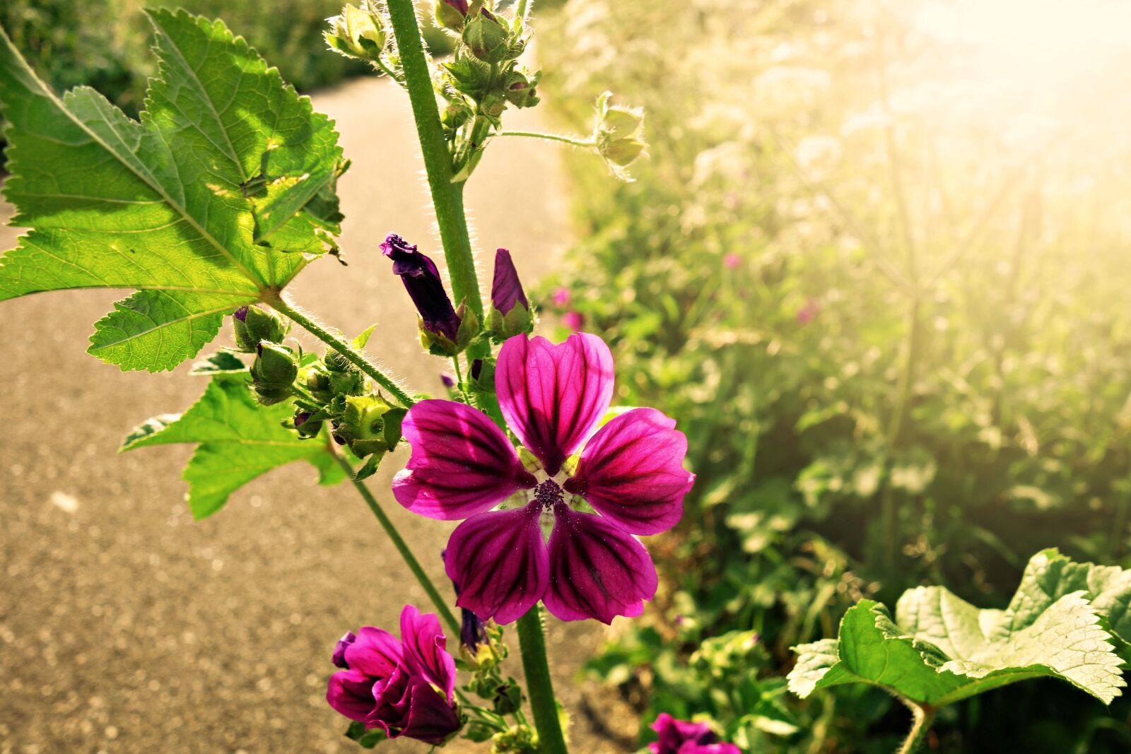 Sony Cyber-shot DSC-RX100 sample photo. Meadow cranesbill, geranium, flower photography