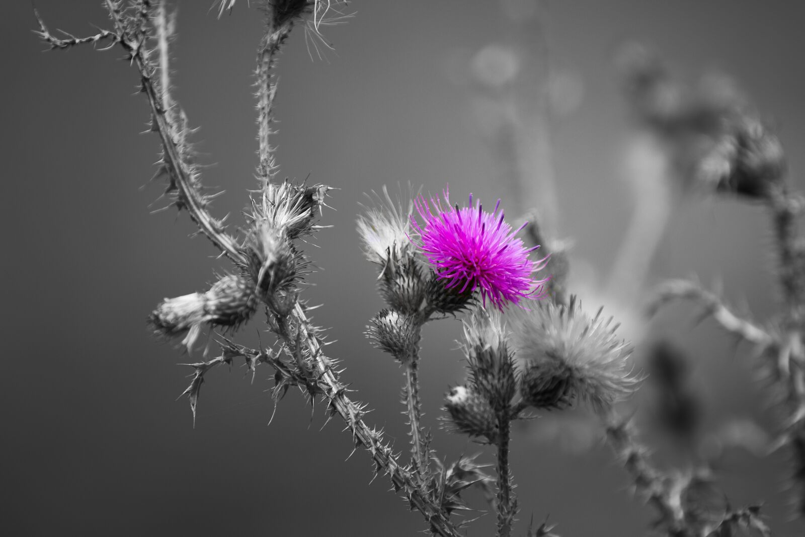Canon EOS 80D + Canon EF 70-200mm F2.8L IS II USM sample photo. Thistle, plant, flower photography