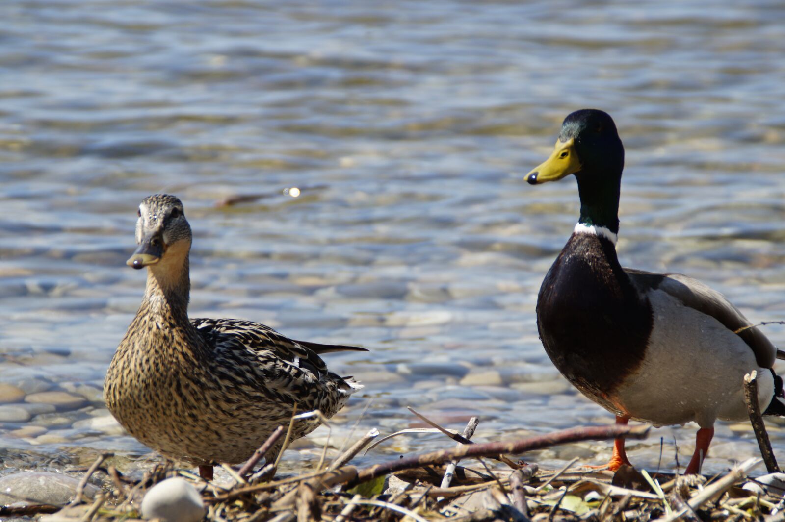 Sony SLT-A58 sample photo. Ducks, mallards, birds photography