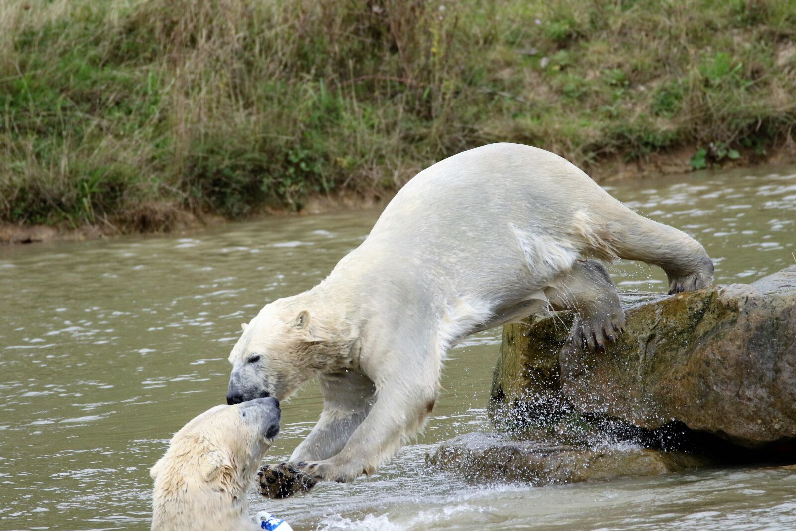 Canon EOS 7D Mark II sample photo. Polar bear, big bear photography