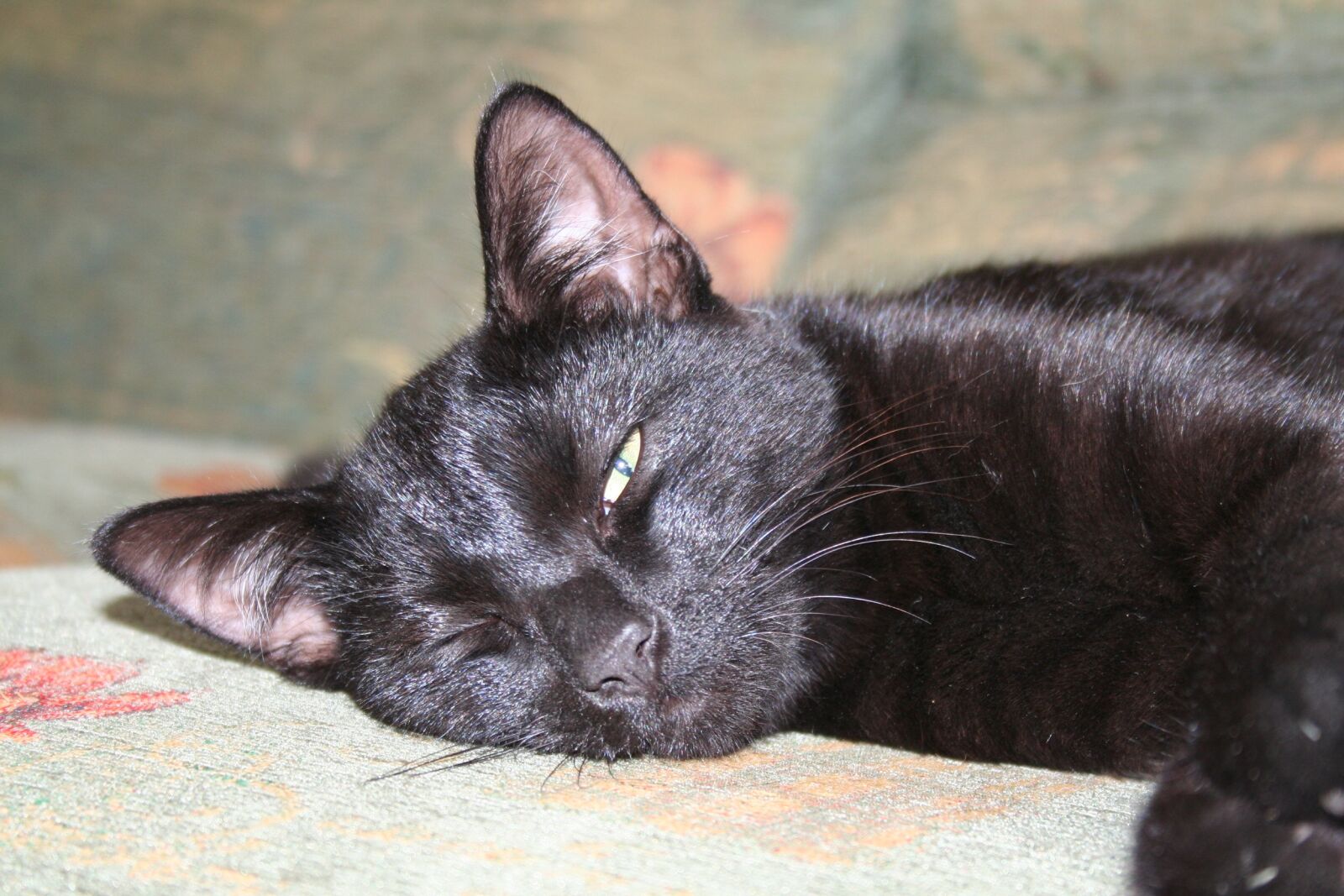 Canon EOS 350D (EOS Digital Rebel XT / EOS Kiss Digital N) sample photo. Cat, feline, animal photography
