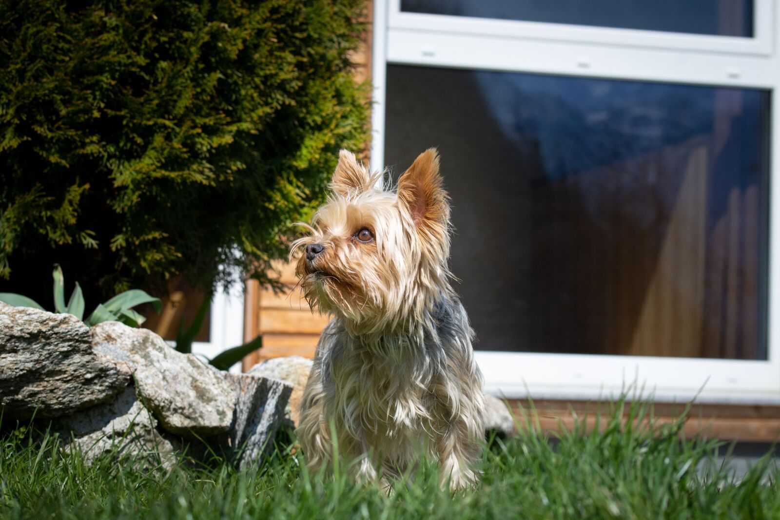 Nikon D7100 sample photo. Dog, small, yorkie photography