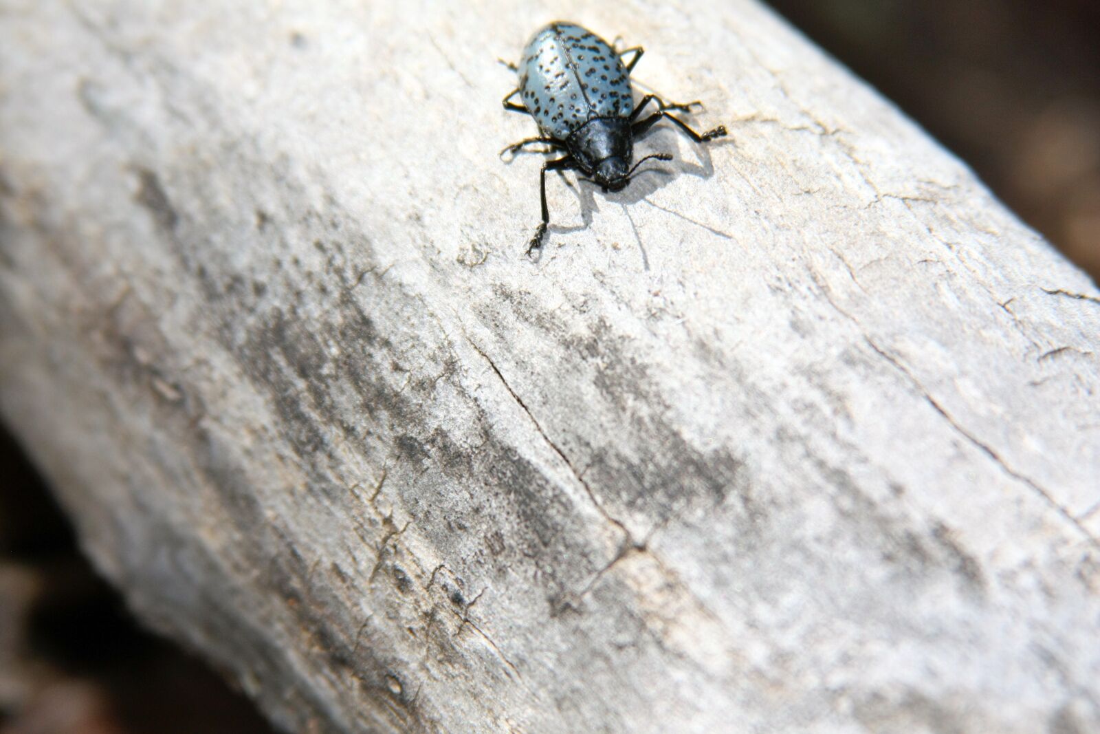 Canon EOS 450D (EOS Rebel XSi / EOS Kiss X2) sample photo. Bug, stick, wood photography