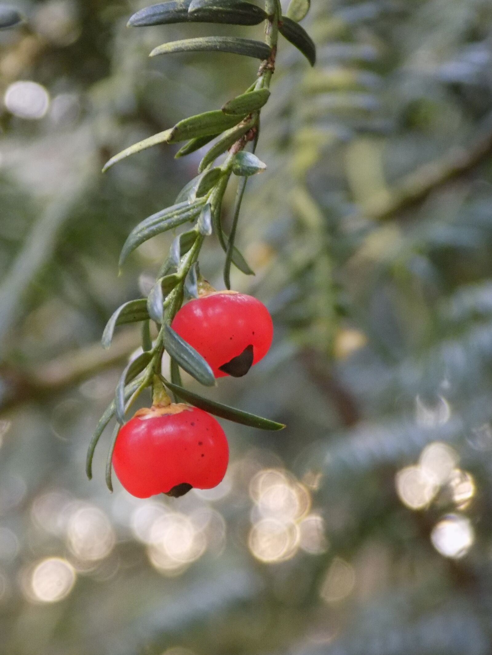 Nikon COOLPIX L340 sample photo. Yew, berry red, european photography