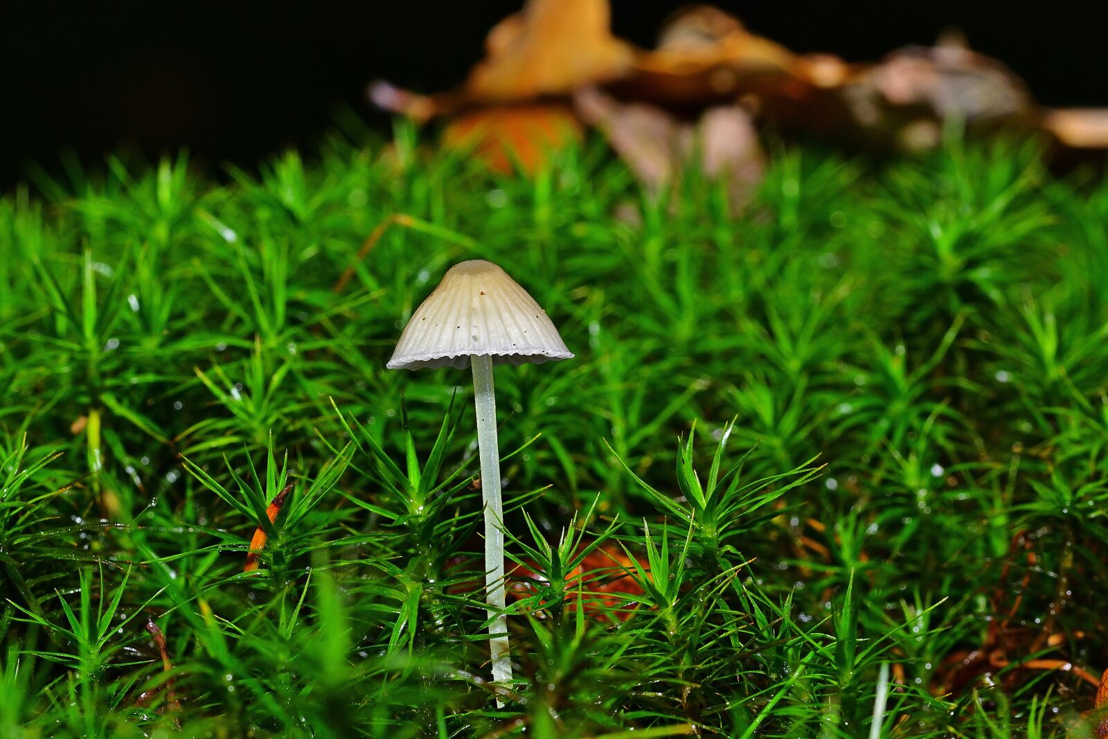Nikon D5200 sample photo. Forest, nature, small mushroom photography