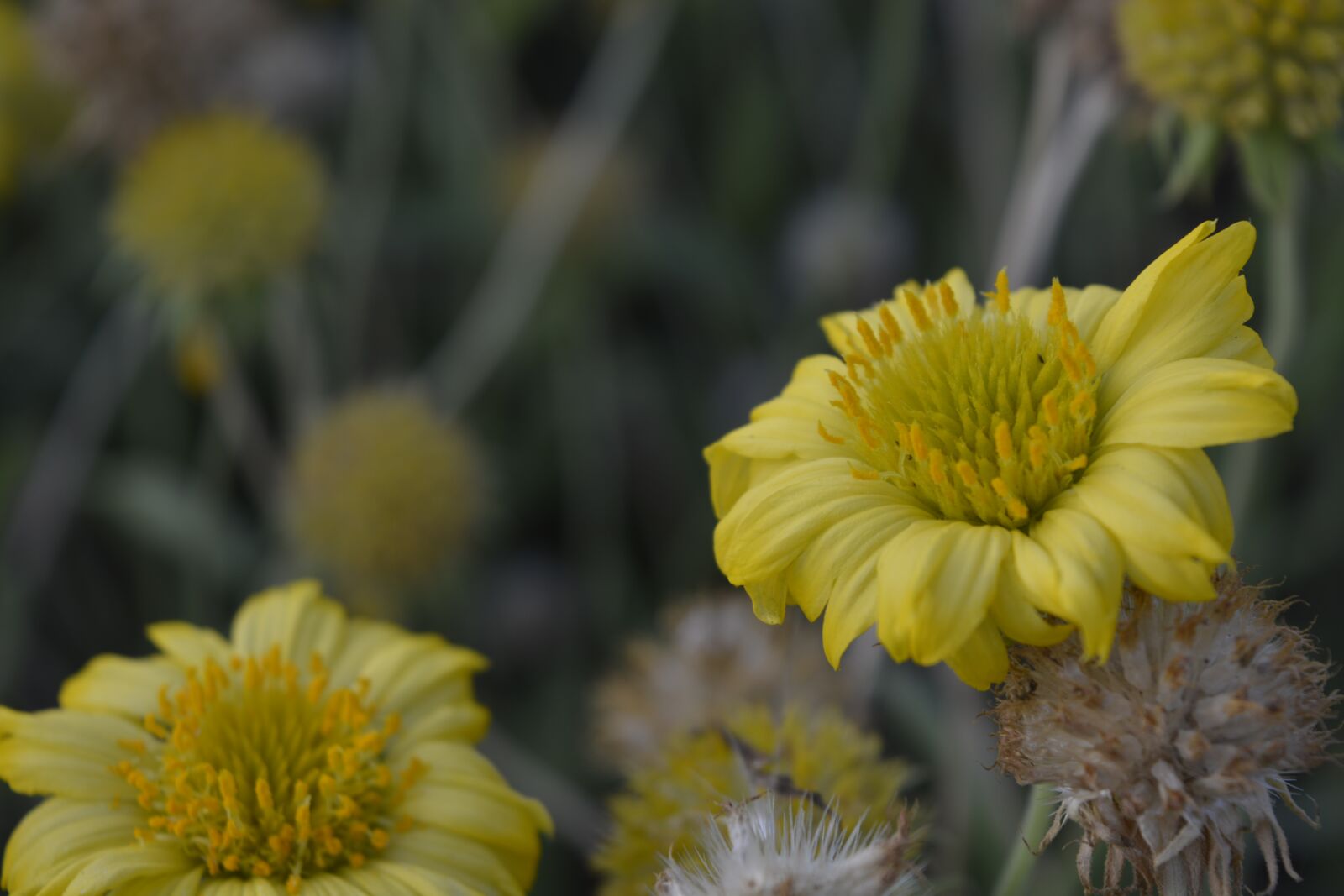 Nikon D5200 sample photo. Flower, nature, flora photography