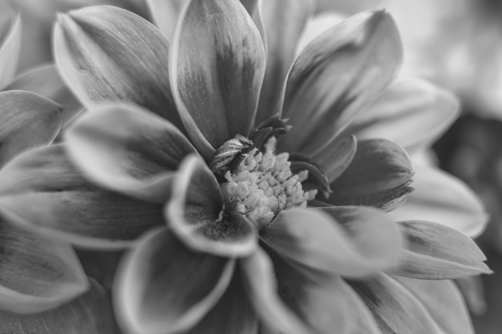Canon EOS 800D (EOS Rebel T7i / EOS Kiss X9i) sample photo. Dahlia, flower, nature photography