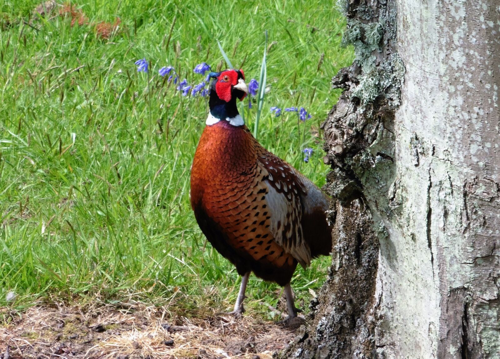 Panasonic DMC-TZ55 sample photo. Pheasant, bird, close-up photography