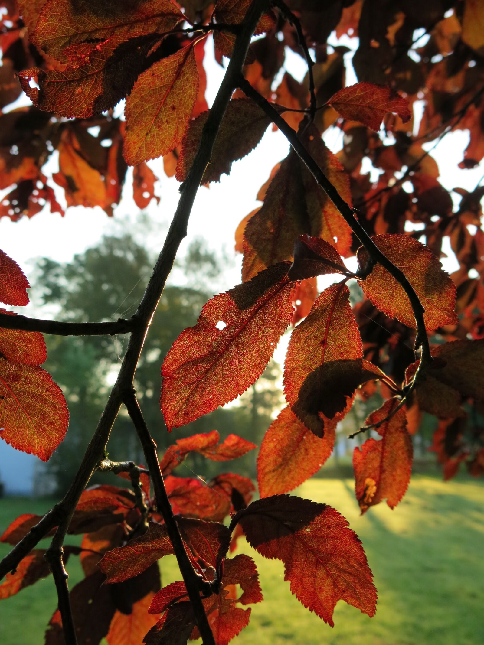 Canon PowerShot G15 sample photo. Autumn, leaves, tree photography