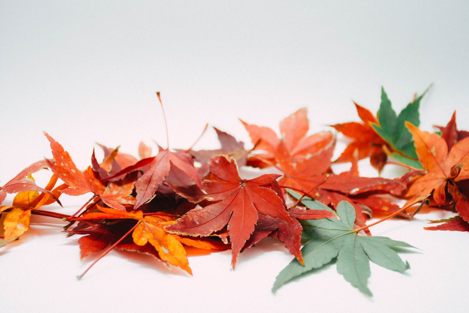 Nikon D7200 sample photo. Leaves, autumn, fall photography