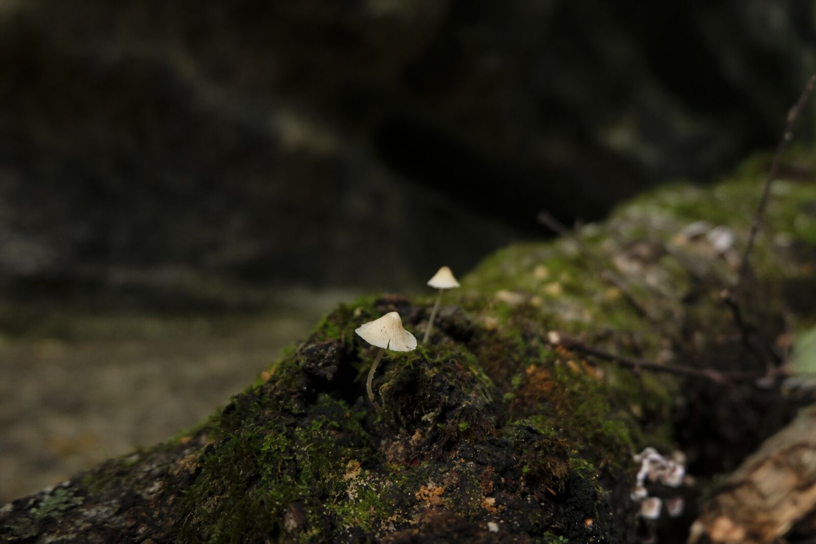 Fujifilm X-T20 + Fujifilm XC 16-50mm F3.5-5.6 OIS II sample photo. Mushroom, green, natural photography