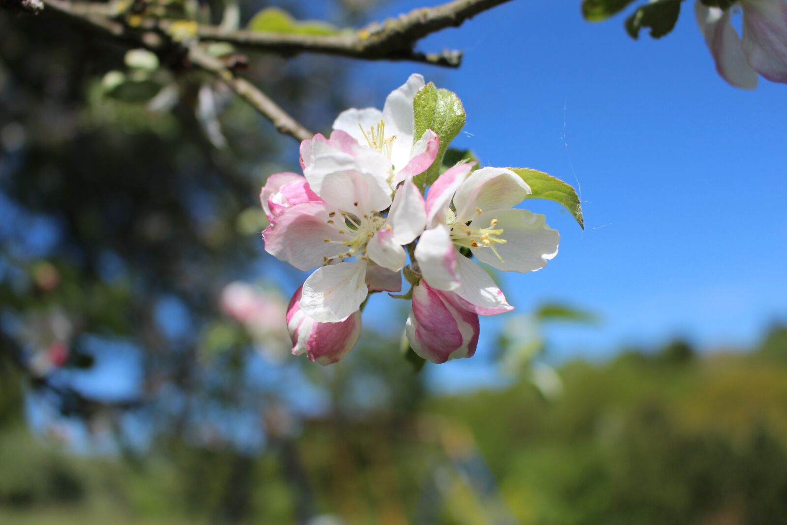 Canon EOS 700D (EOS Rebel T5i / EOS Kiss X7i) sample photo. Apple blossom, apple tree photography