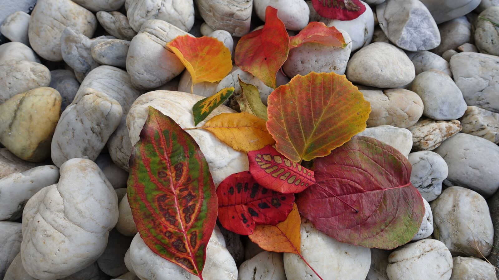 Sony Cyber-shot DSC-RX100 IV sample photo. Fall foliage, leaves, stones photography