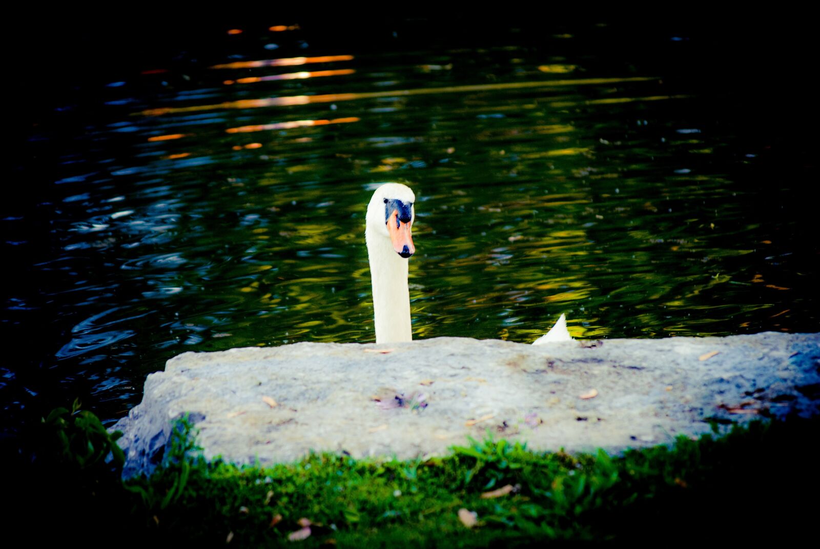 Nikon D3000 sample photo. Swan, water, animal photography