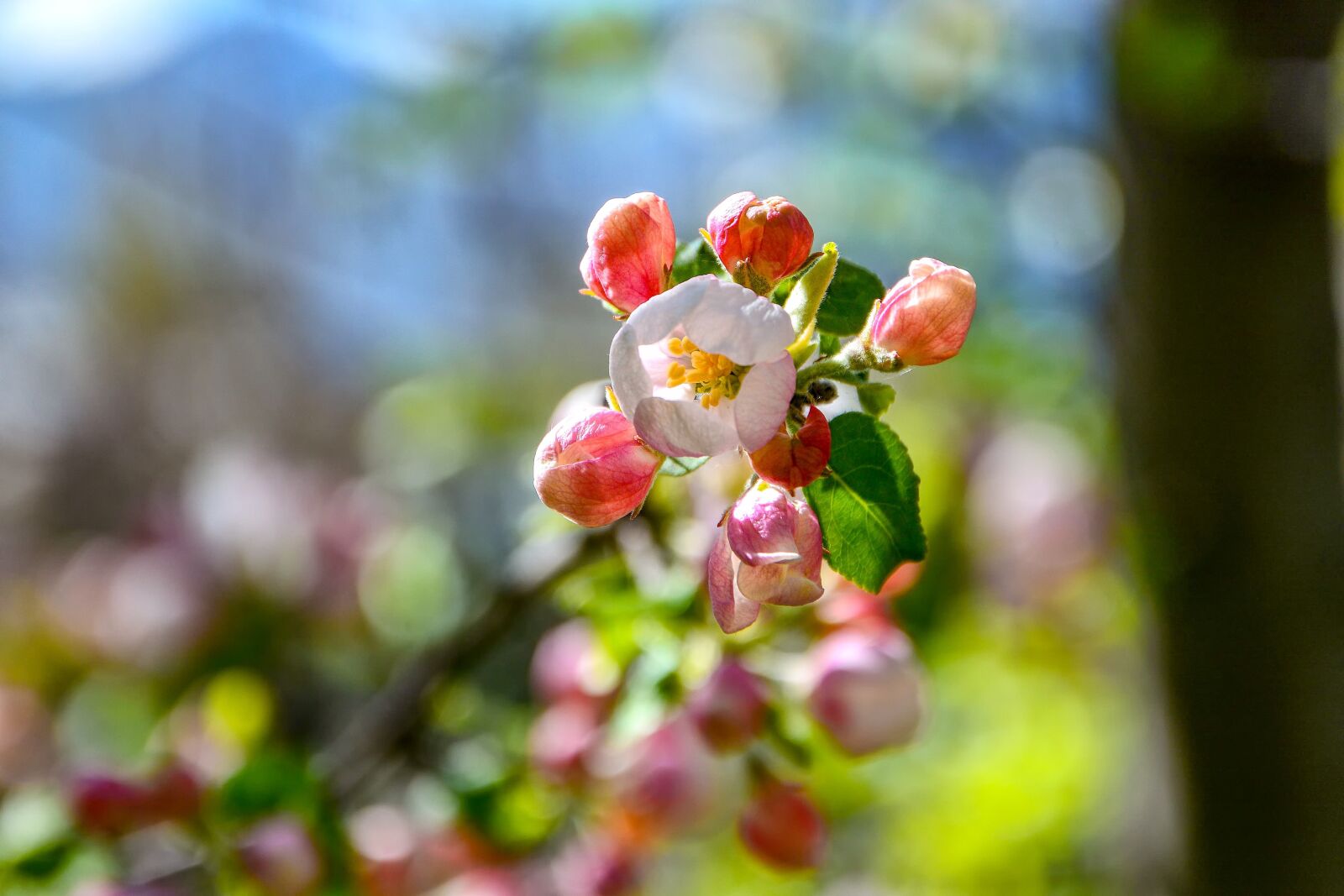Nikon D7100 sample photo. Apple blossom, sprig, spring photography