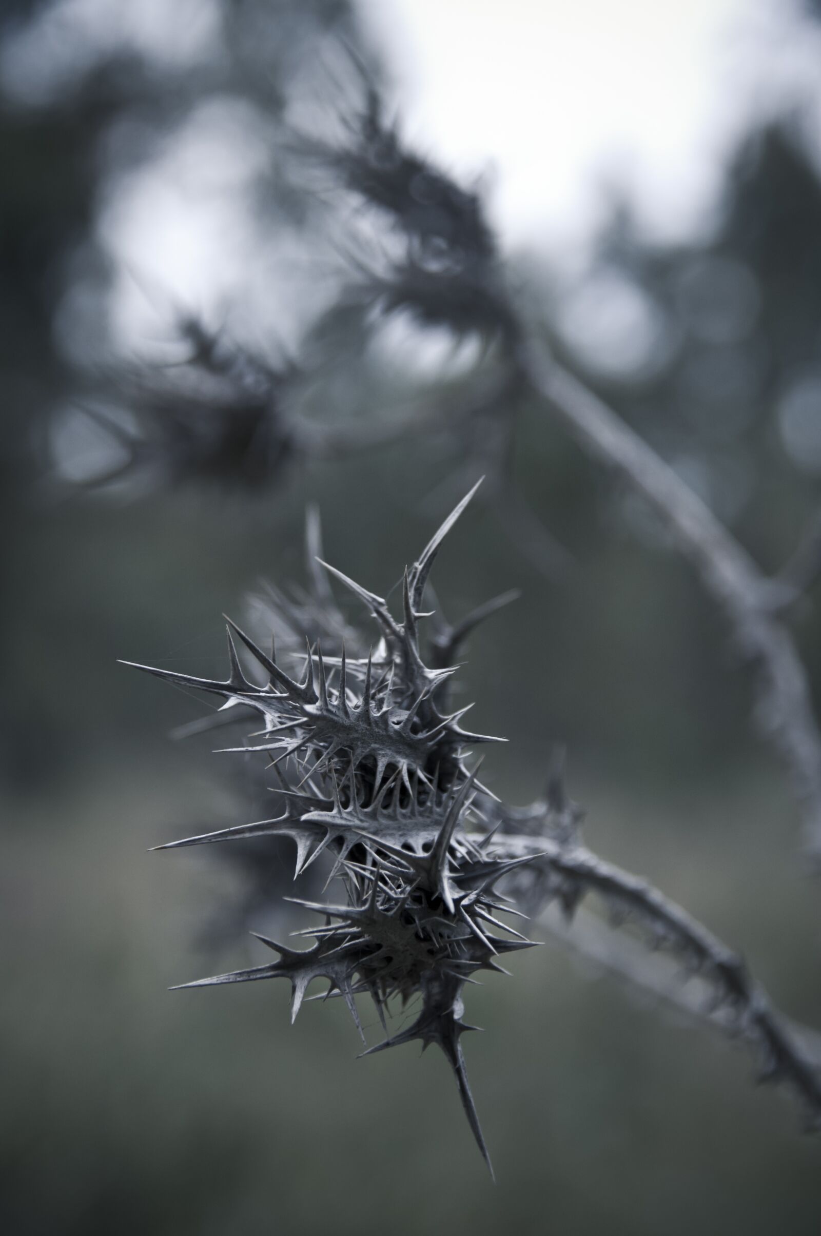 Nikon D5000 sample photo. Thorn, nature, plant photography