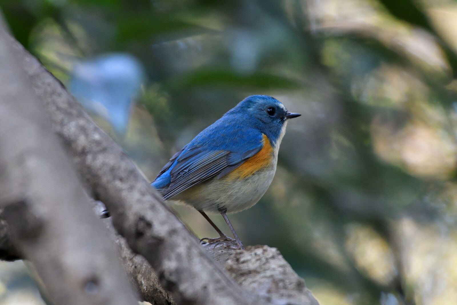 Nikon D500 sample photo. Natural, bird, wild animals photography