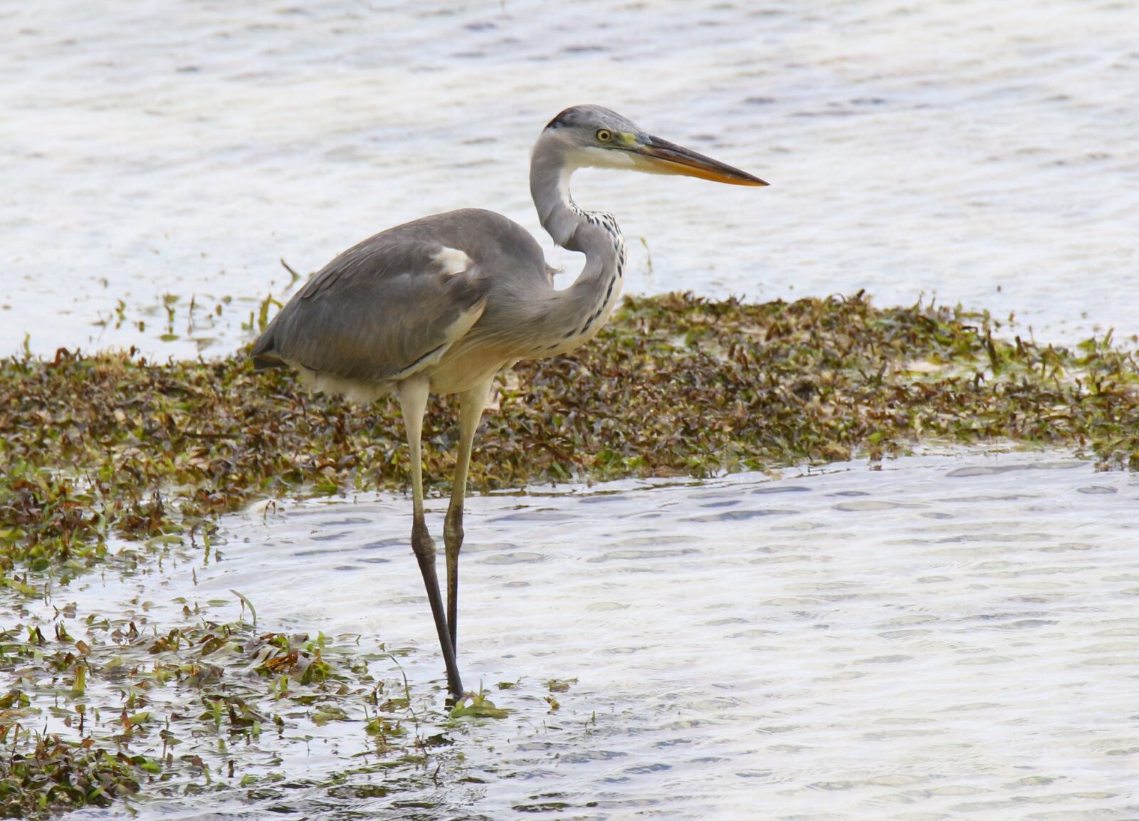 Canon EOS 7D Mark II sample photo. Heron, nature, birds photography