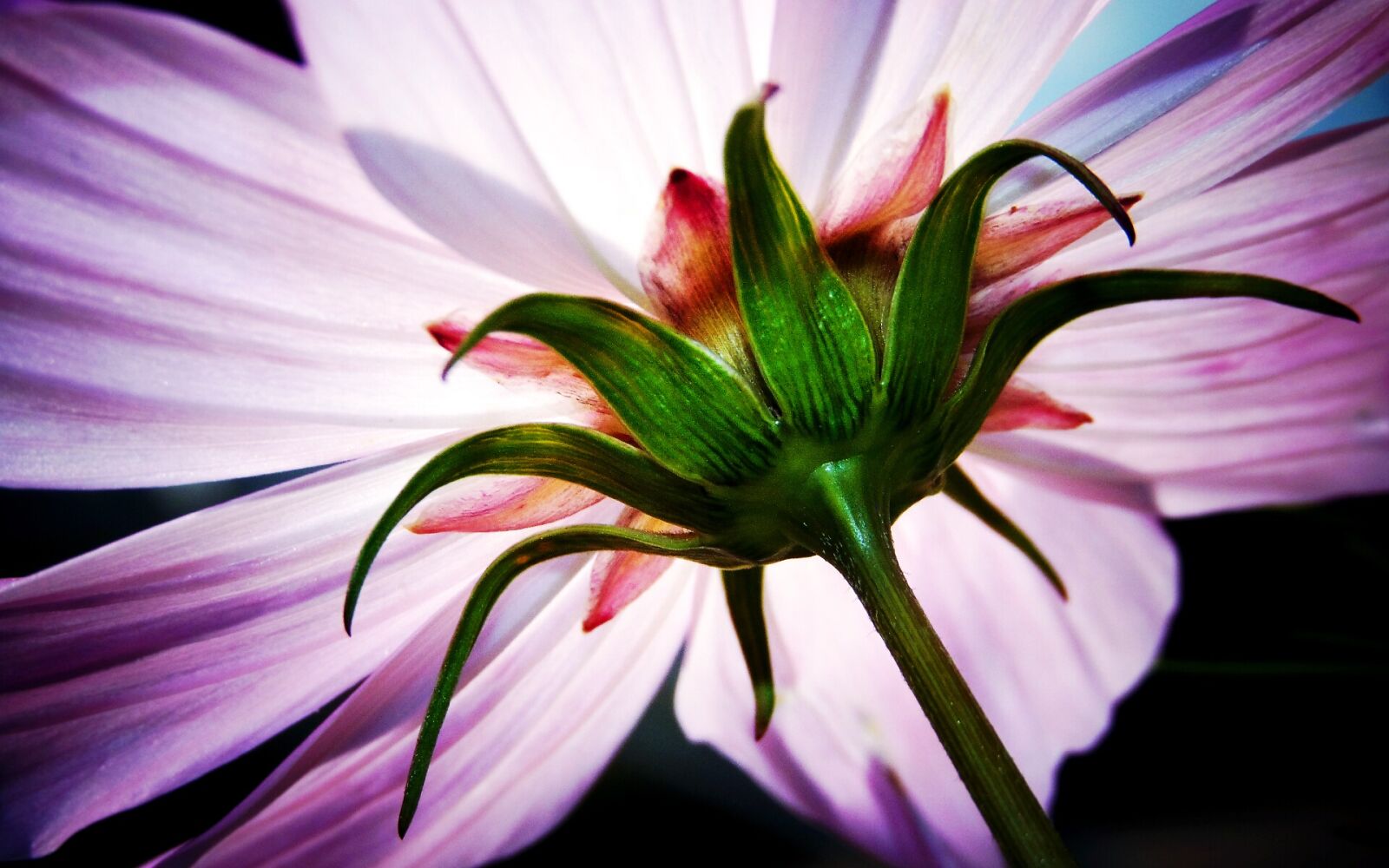 Sony Cyber-shot DSC-H300 sample photo. Cosmea, flower, macro photography