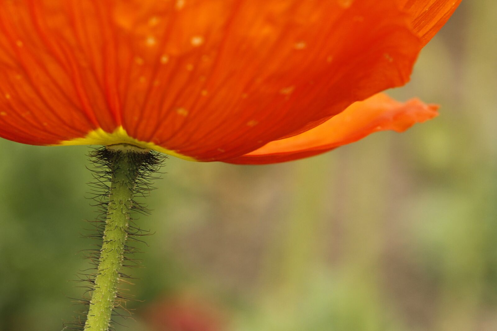 Canon EF 100mm F2.8L Macro IS USM sample photo. Poppy, icelandic, blossom photography