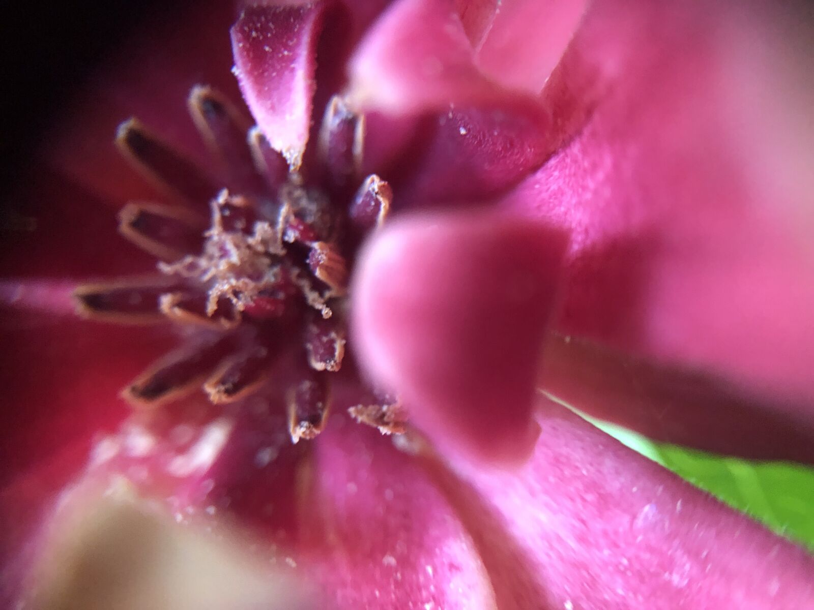 iPhone 8 back camera 3.99mm f/1.8 sample photo. Flower, bloom, pink photography