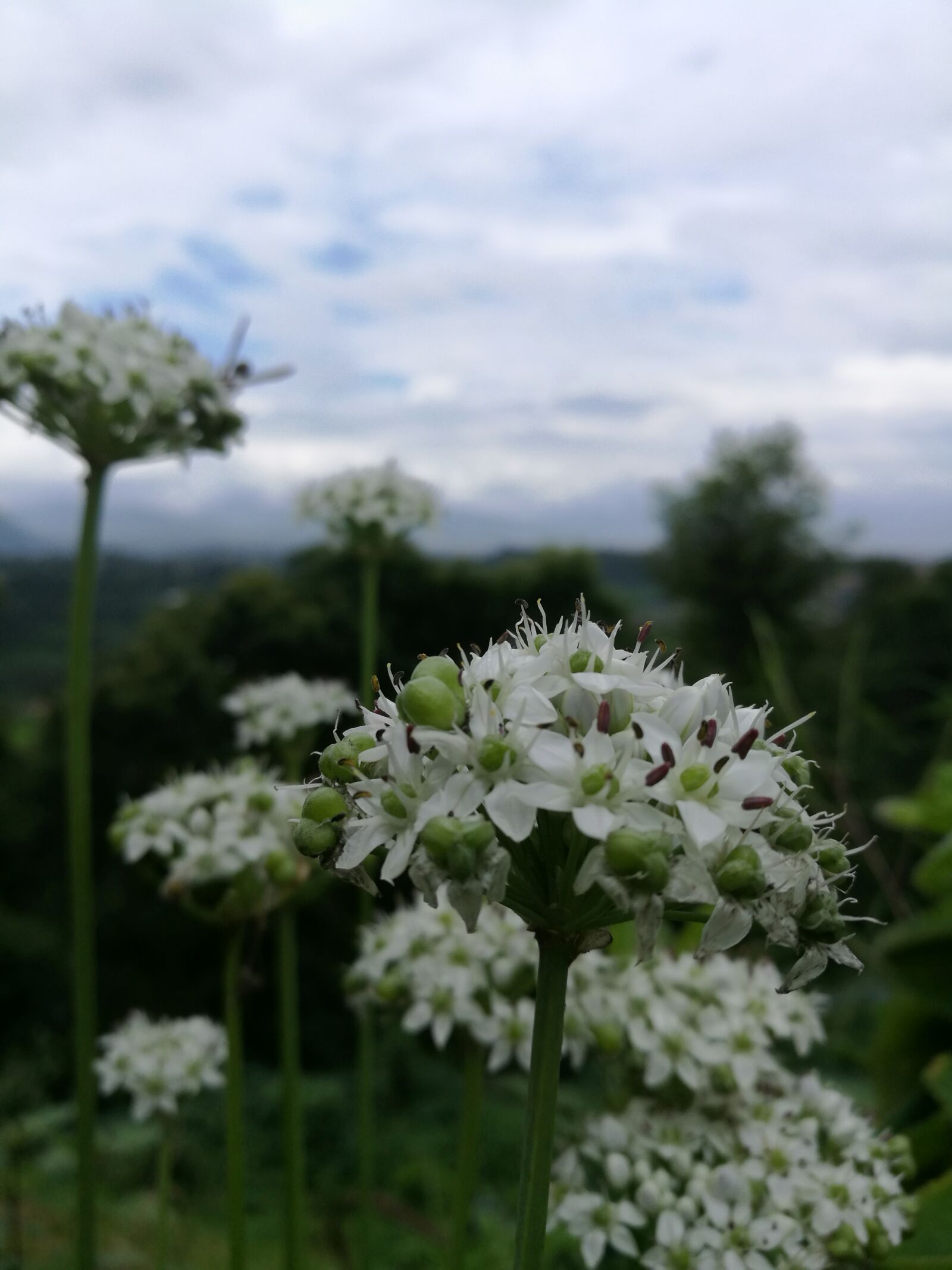 HUAWEI P9 sample photo. Flowers, macro image, white photography