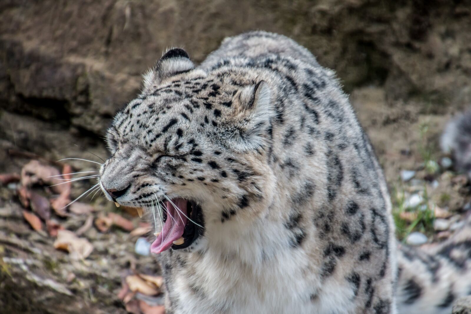 Canon EOS 70D sample photo. Leopard, snow leopard, white photography