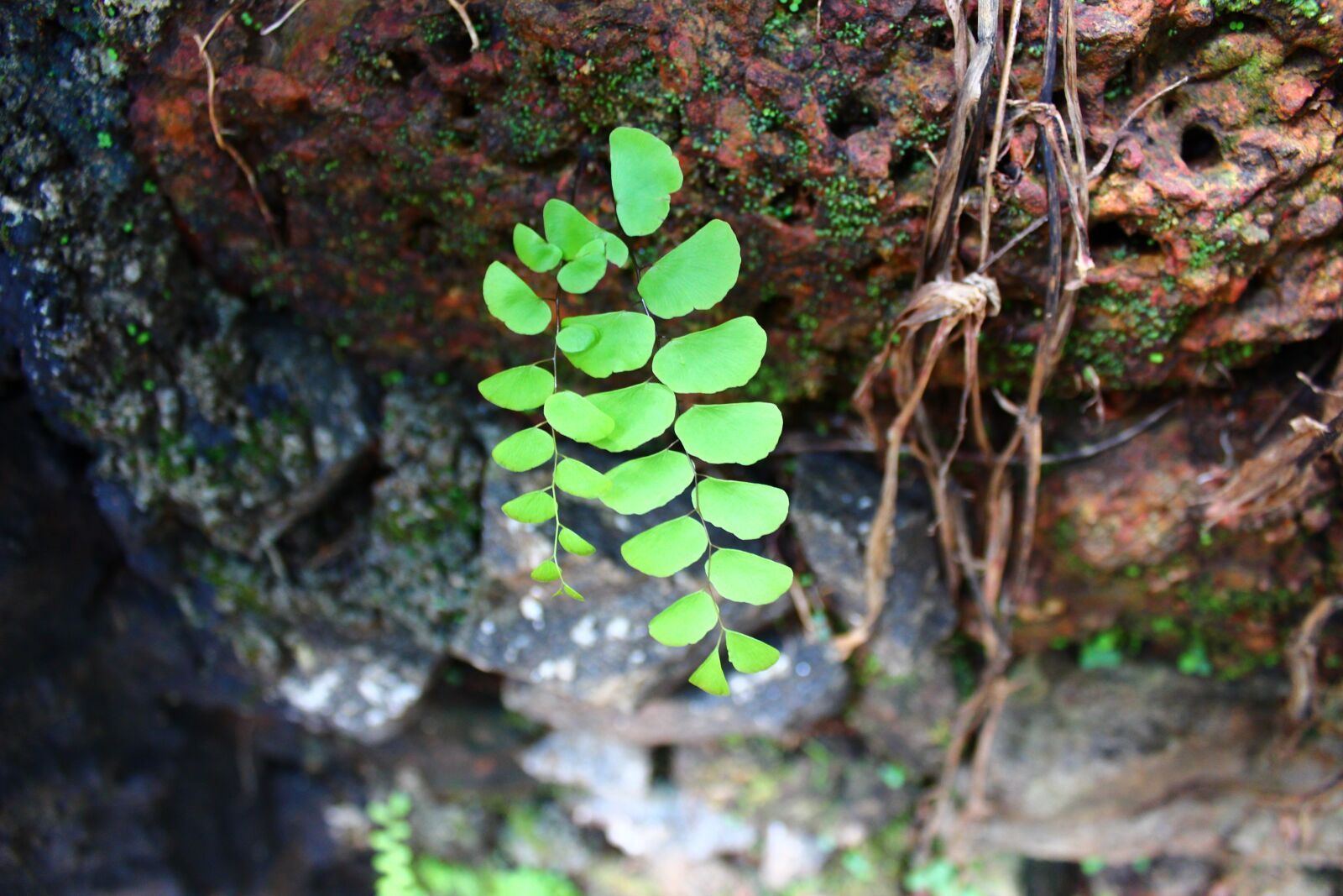Canon EOS 600D (Rebel EOS T3i / EOS Kiss X5) sample photo. Leaf, soil, sprout photography