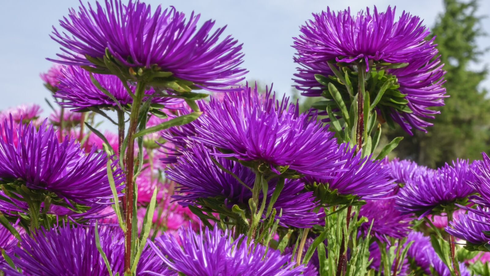 Sony Cyber-shot DSC-RX10 III sample photo. Asters, flowers, garden photography