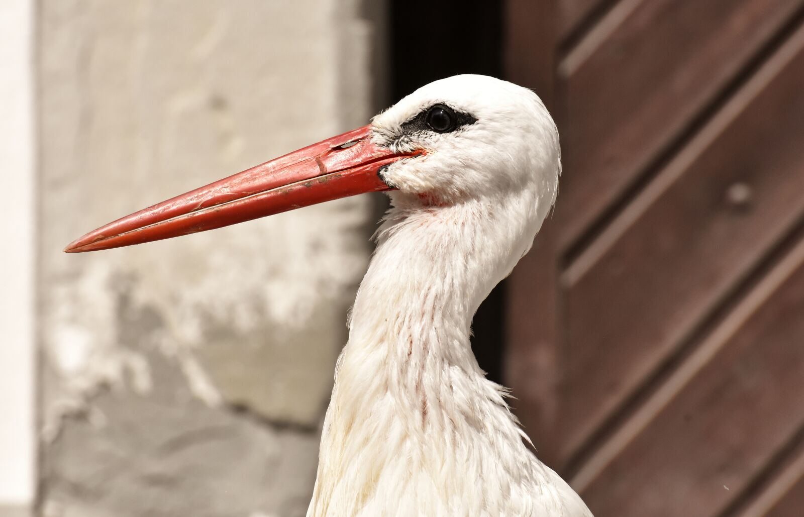 Nikon D7200 sample photo. Stork, wing, birds photography