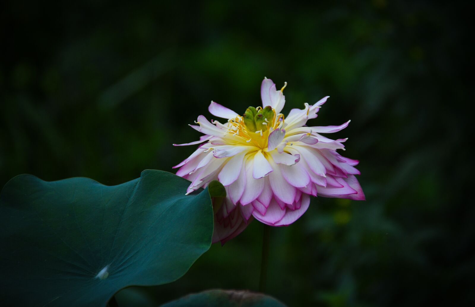 Nikon D7200 sample photo. Lotus, flower, lagoon photography