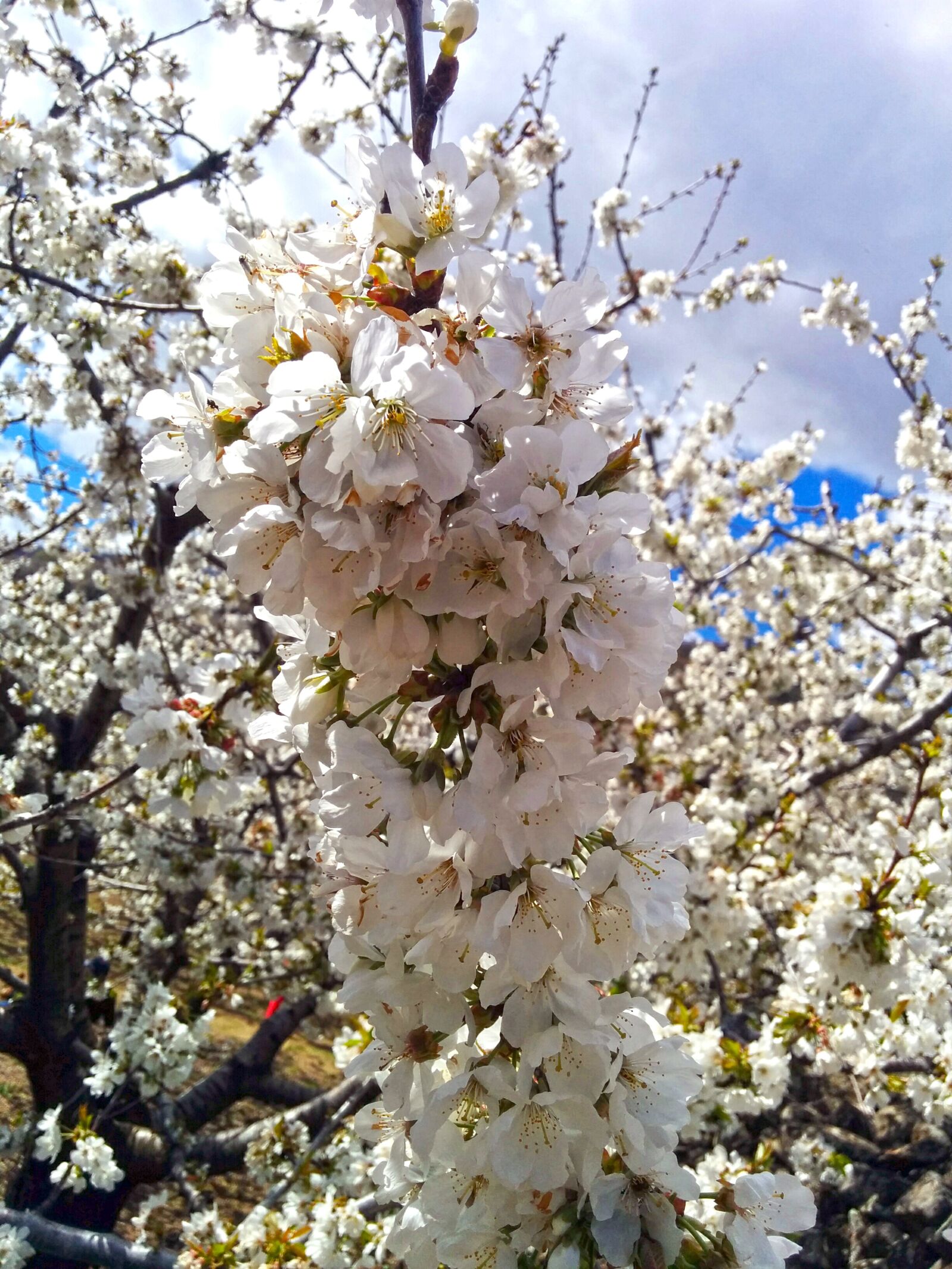 LG Nexus 5 sample photo. Almond tree, flower, white photography