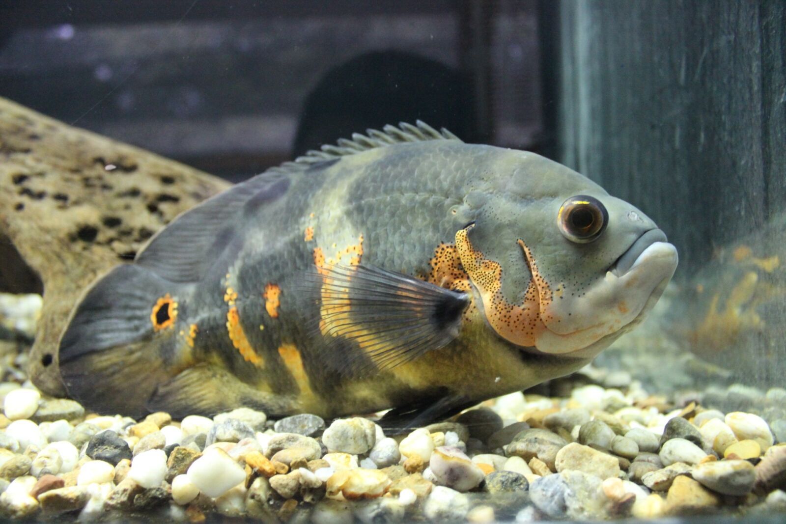 Canon EOS 600D (Rebel EOS T3i / EOS Kiss X5) sample photo. Fish, underwater, aquarium photography