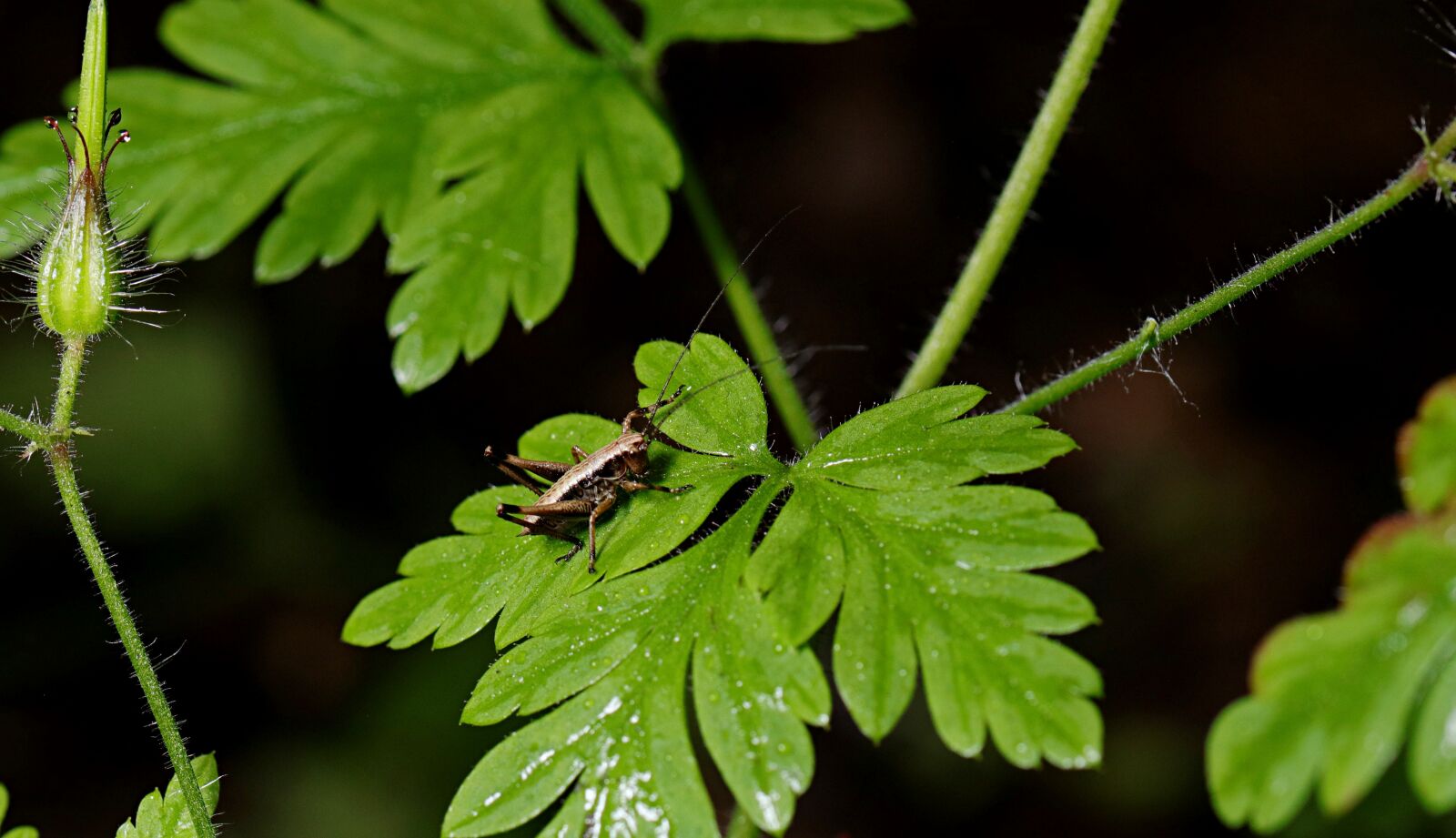 Canon EOS 80D + Canon TAMRON SP 90mm F/2.8 Di VC USD MACRO1:1 F004 sample photo. Grasshopper, forest, insect photography