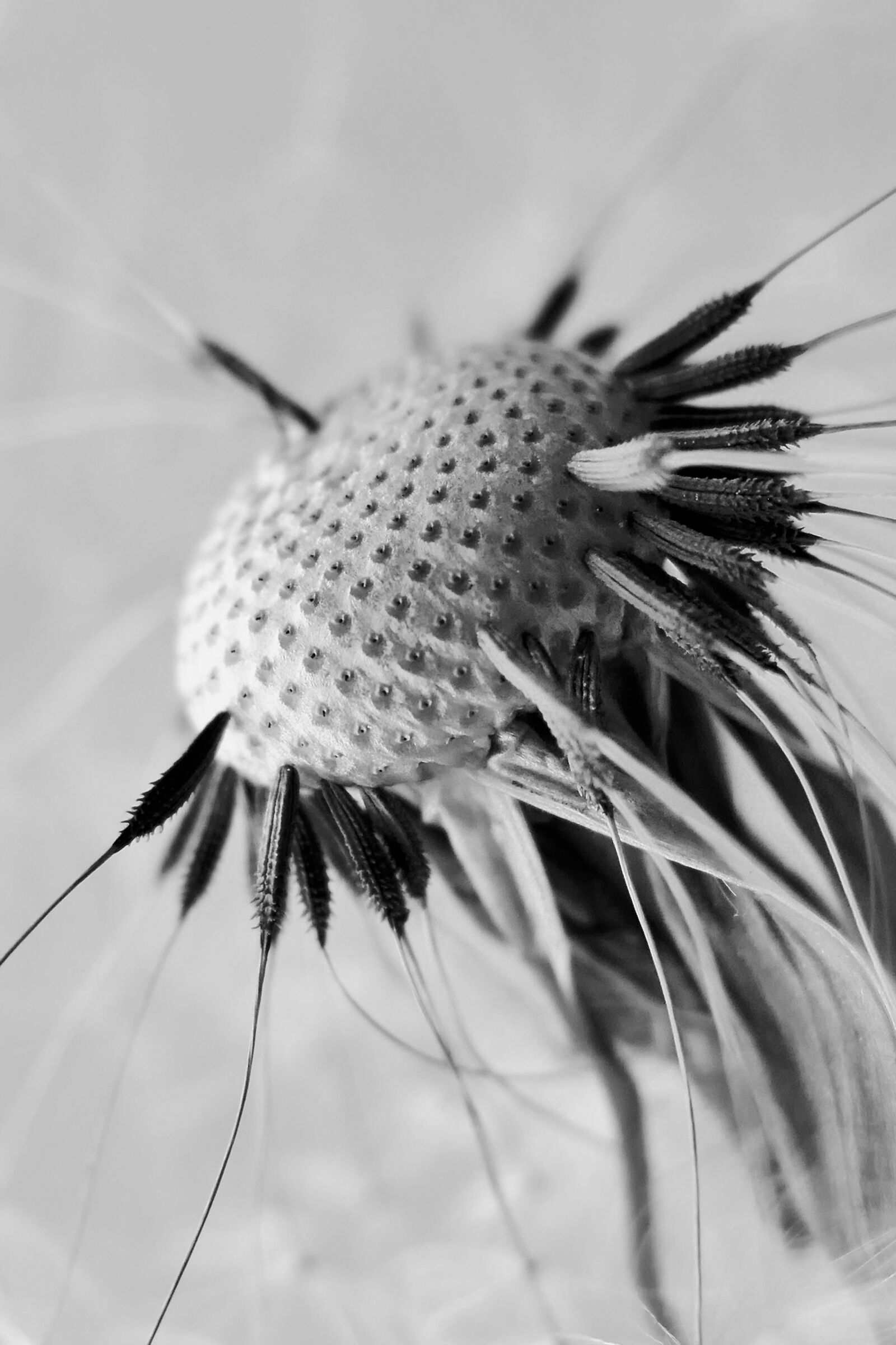 Panasonic Lumix DMC-LX10 (Lumix DMC-LX15) sample photo. Dandelion, dandelion flower, umbrella photography