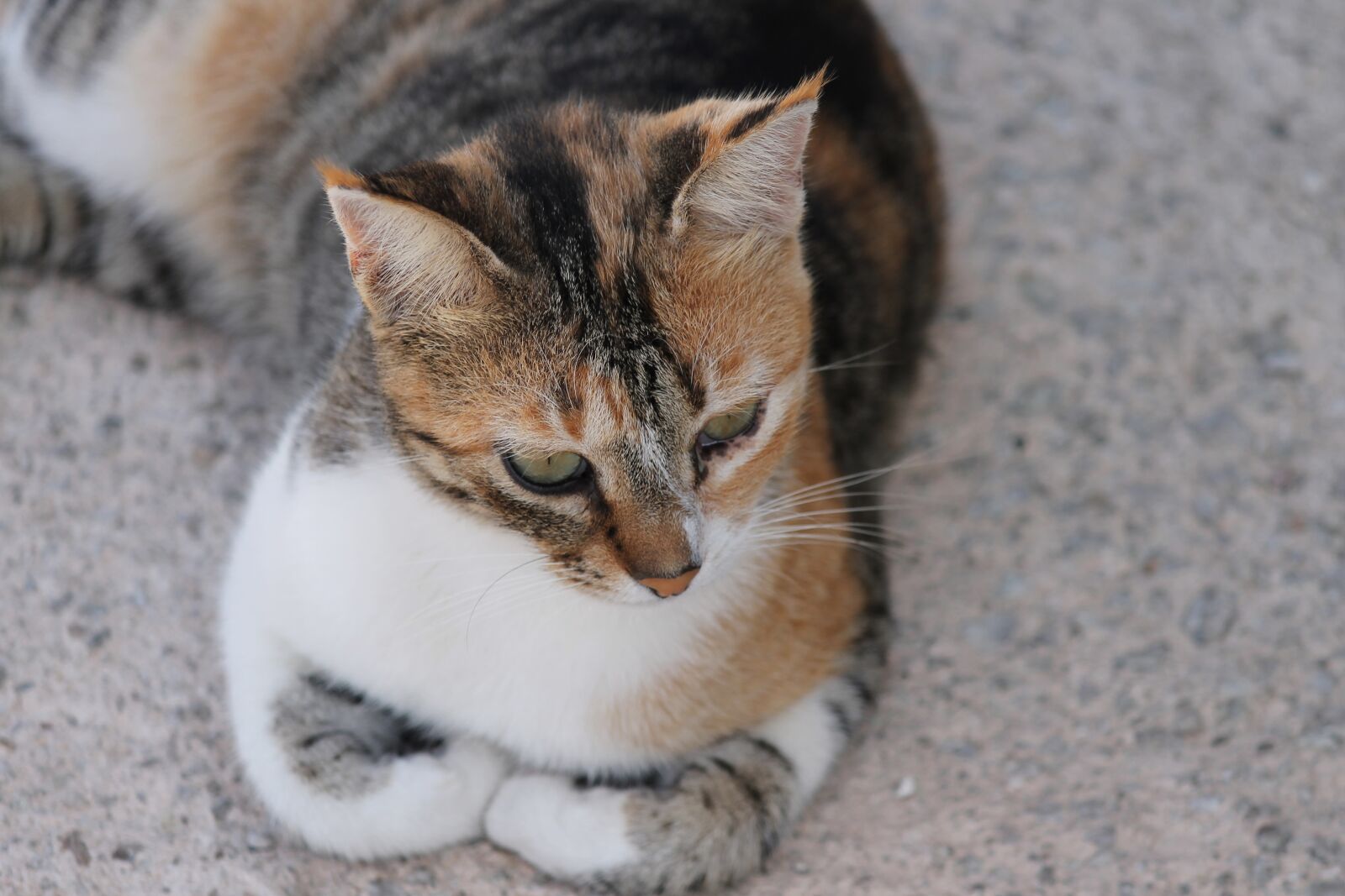 Canon EOS 1100D (EOS Rebel T3 / EOS Kiss X50) sample photo. Cat, gold, tricolor photography