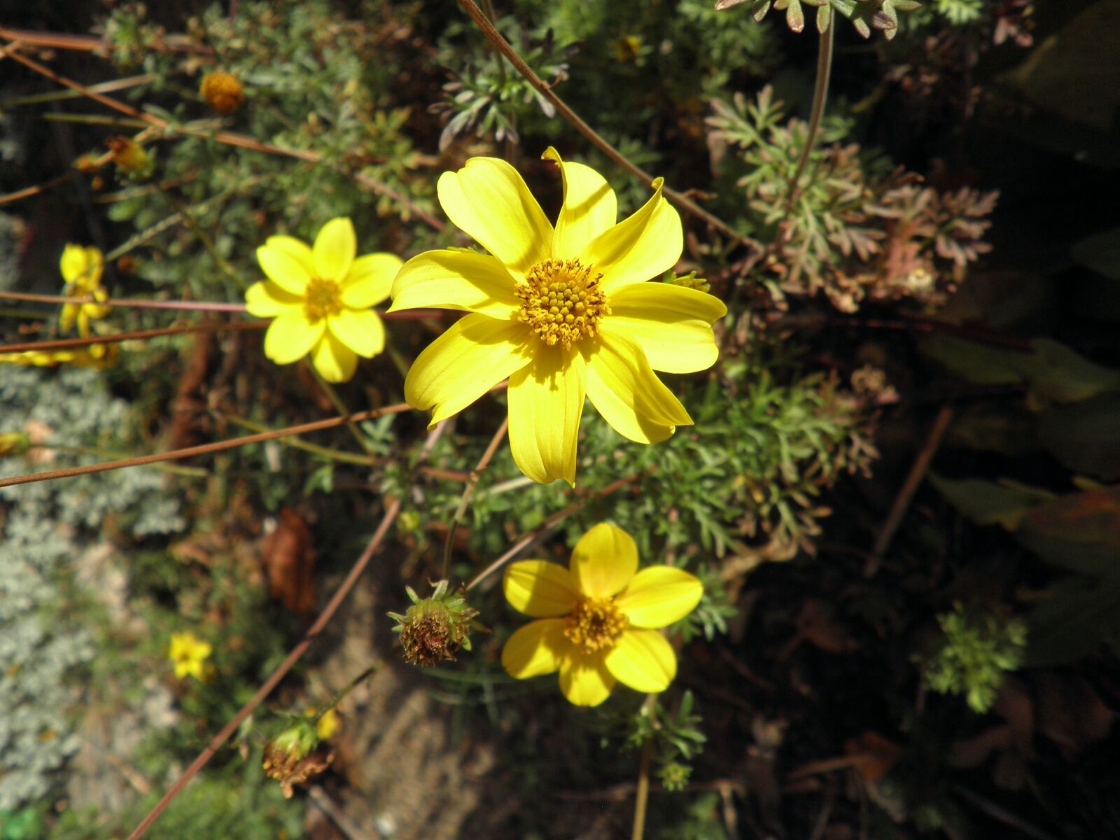 Olympus FE4010,X930 sample photo. Flower, yellow, small photography