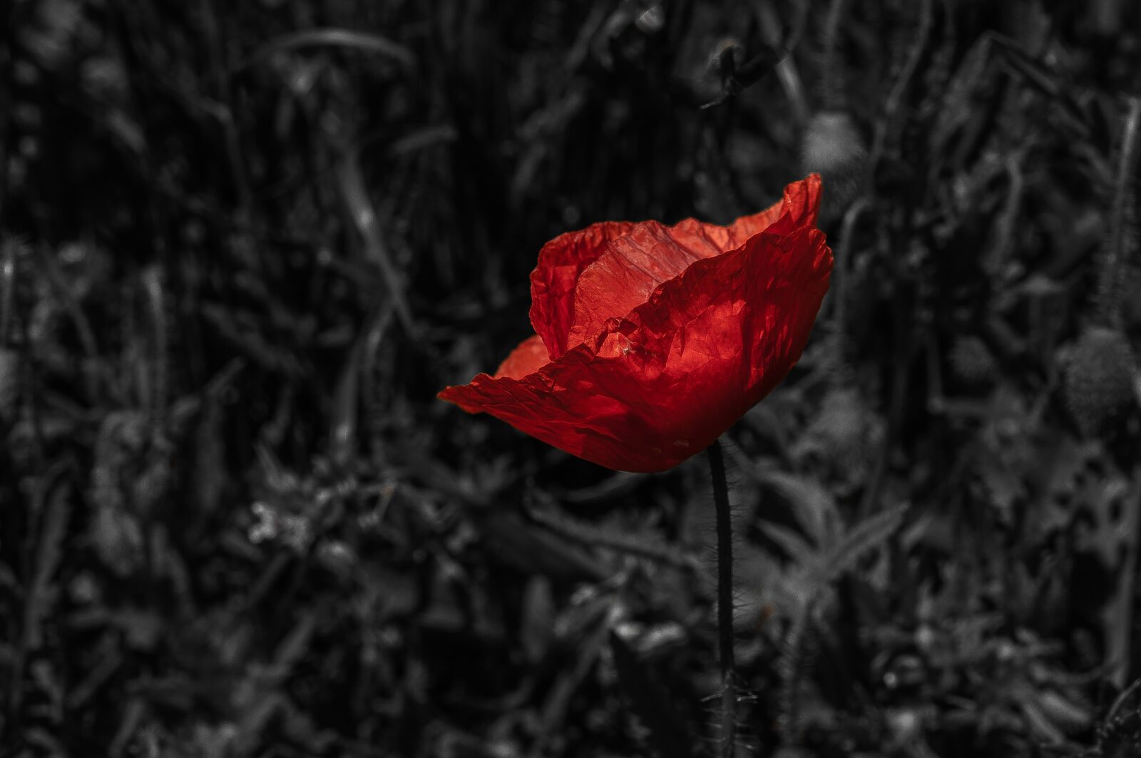 Nikon D90 sample photo. Red, nature, flower photography