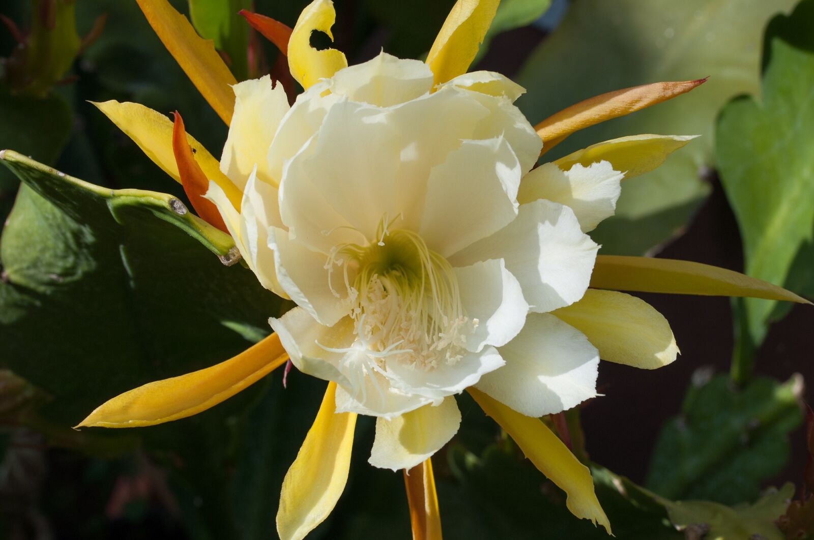Nikon D90 sample photo. Leaf cactus, schuster cactus photography