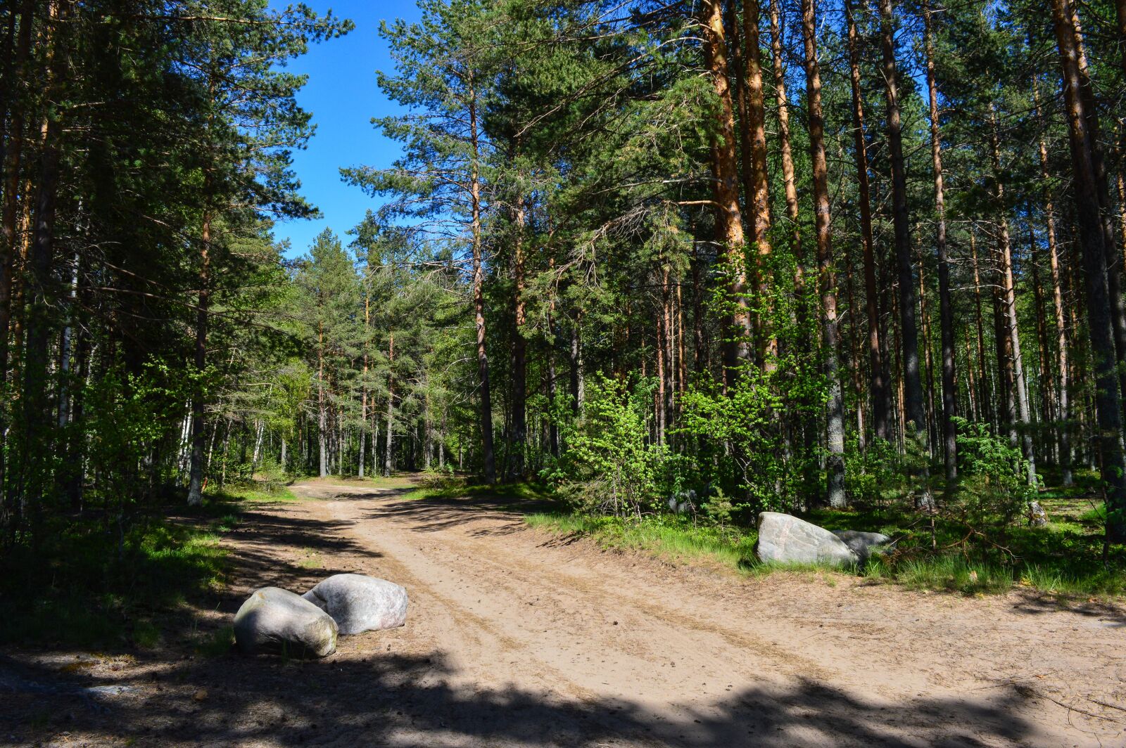 Nikon D3200 sample photo. Forest, road, pine photography