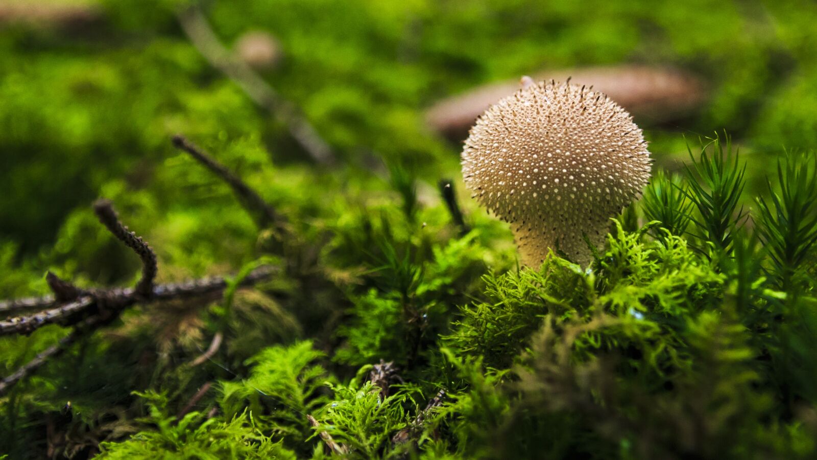 Canon EOS 650D (EOS Rebel T4i / EOS Kiss X6i) sample photo. Mushroom, forest, autumn photography